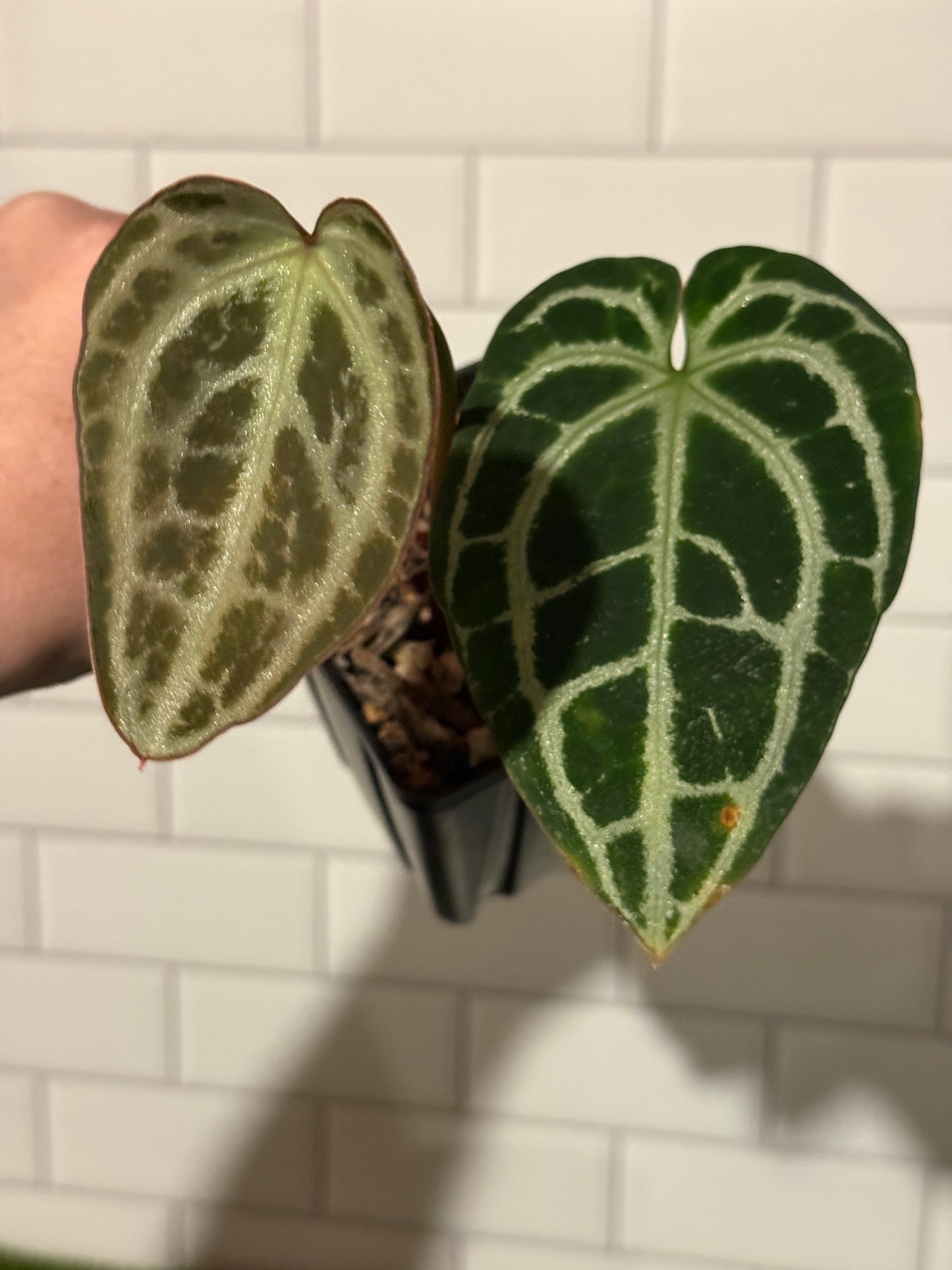 Anthurium King crystallinum