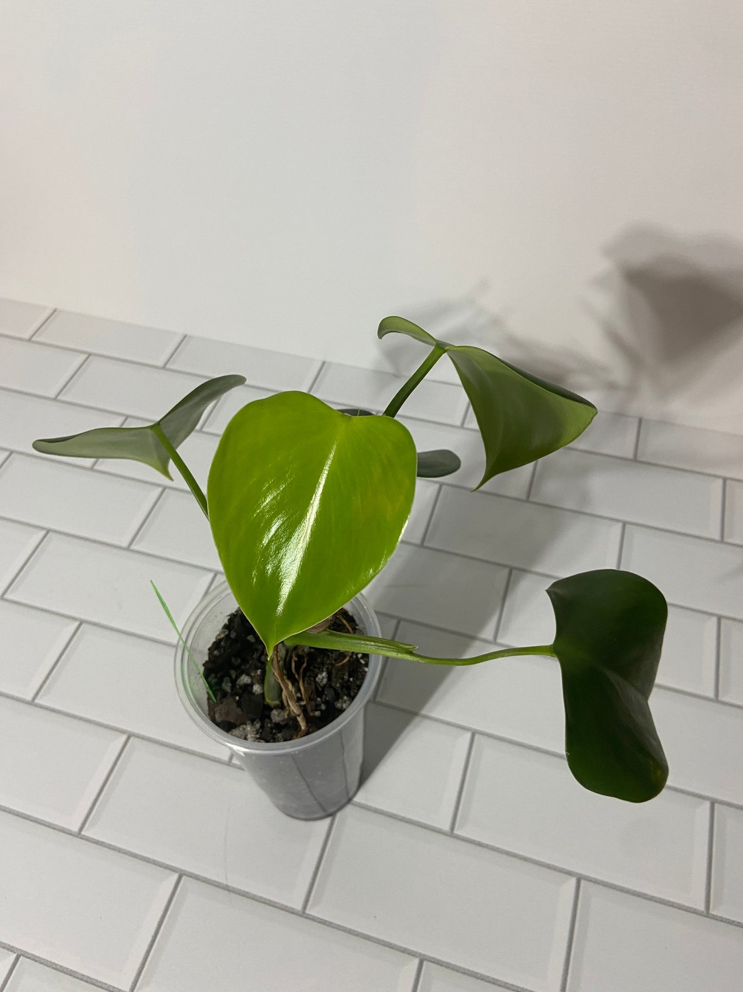 Philodendron microstictum