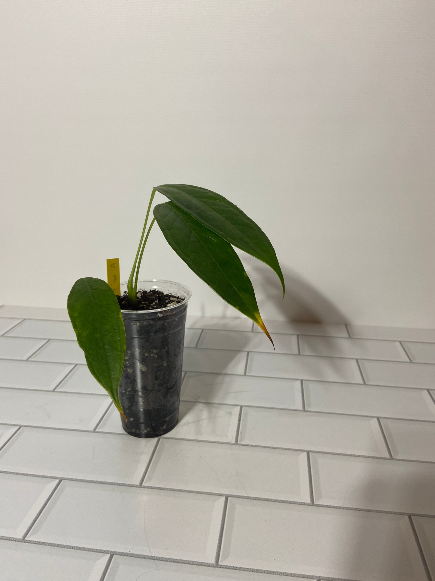 Anthurium spp el Pangui