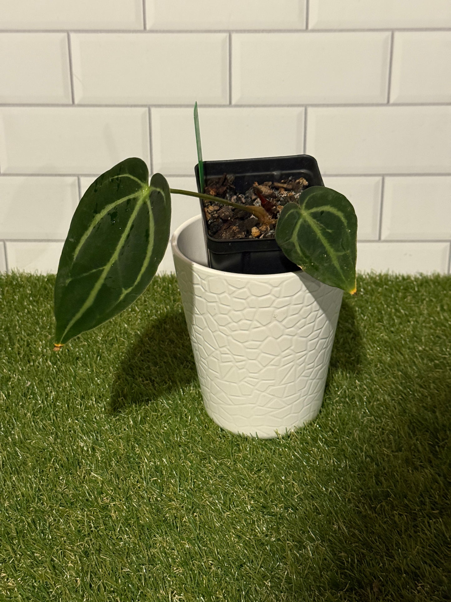 Anthurium carlablackiae
