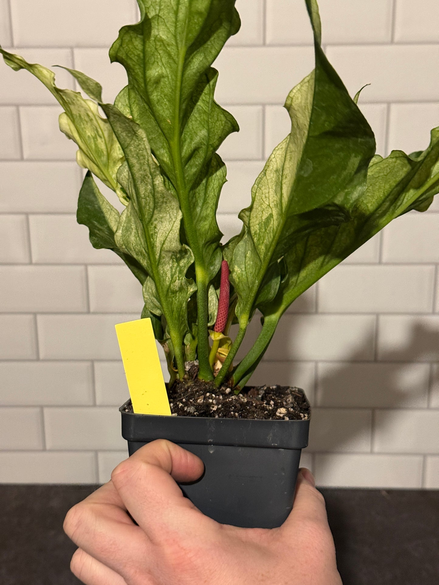 Anthurium plowmanii Mint Variegated