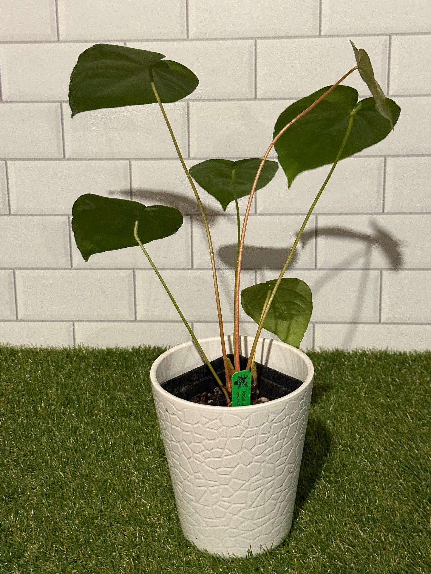 Anthurium sp Undescribed Peruvian species