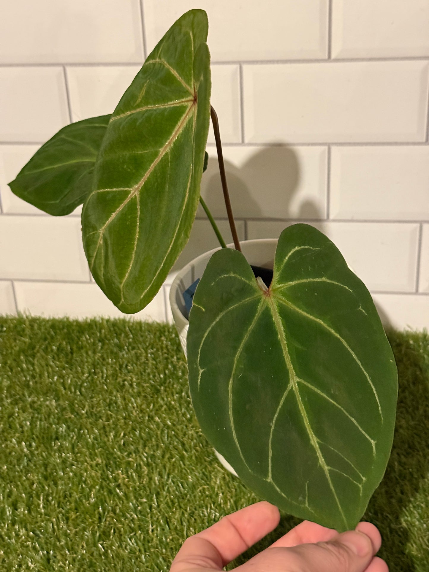 Anthurium indo hoffmaniiX