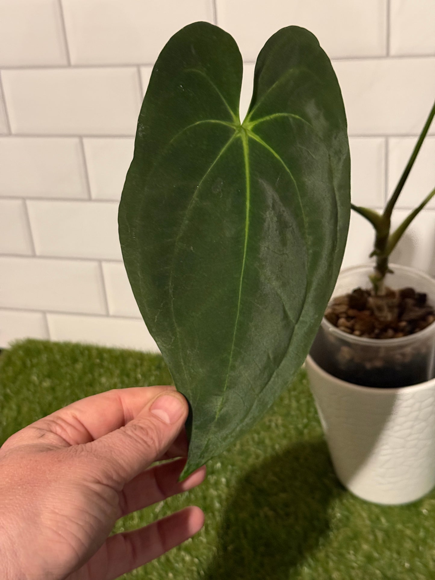 Anthurium papillilaminum 5 x 6 (#2)