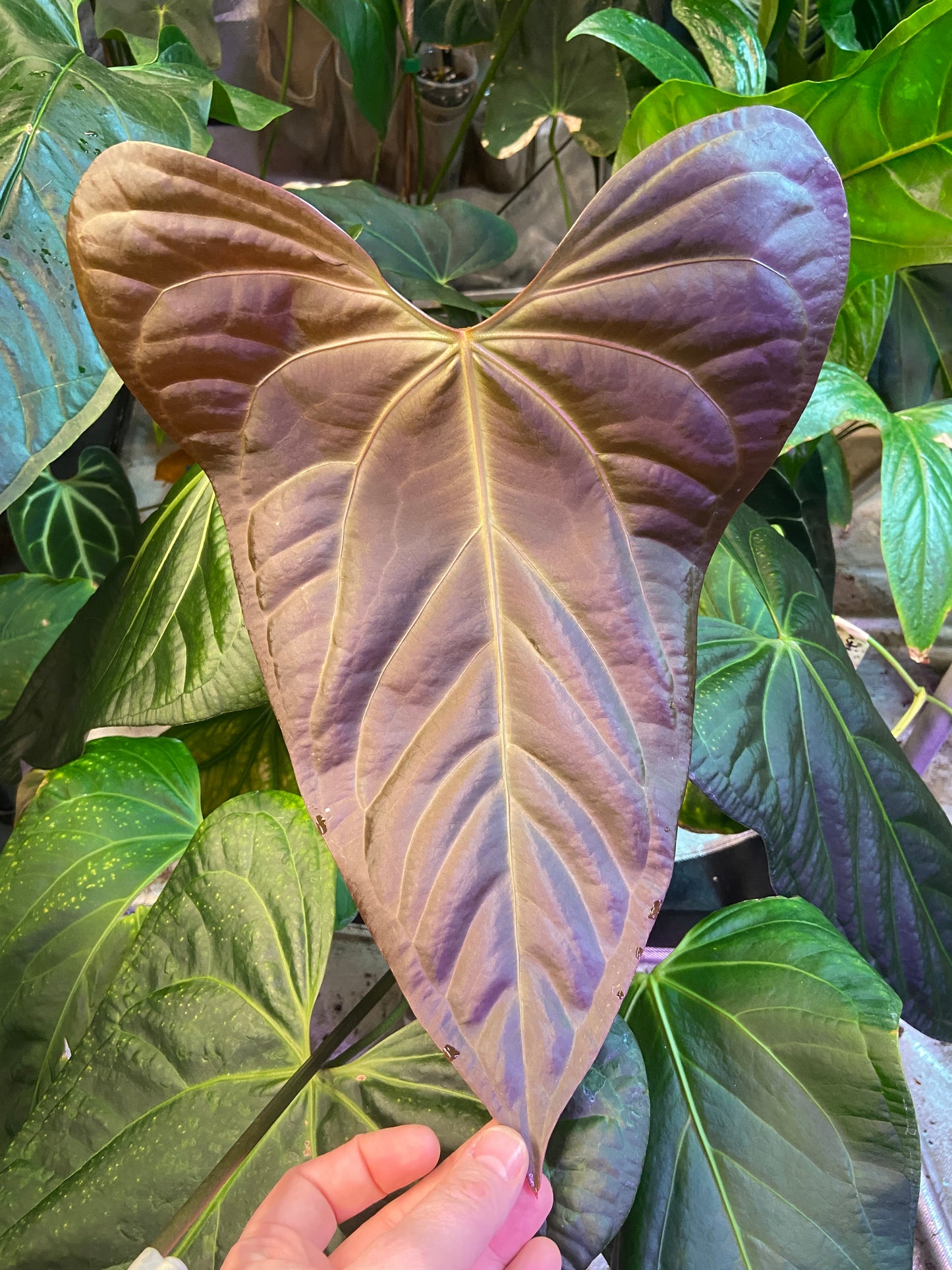 Anthurium Justin