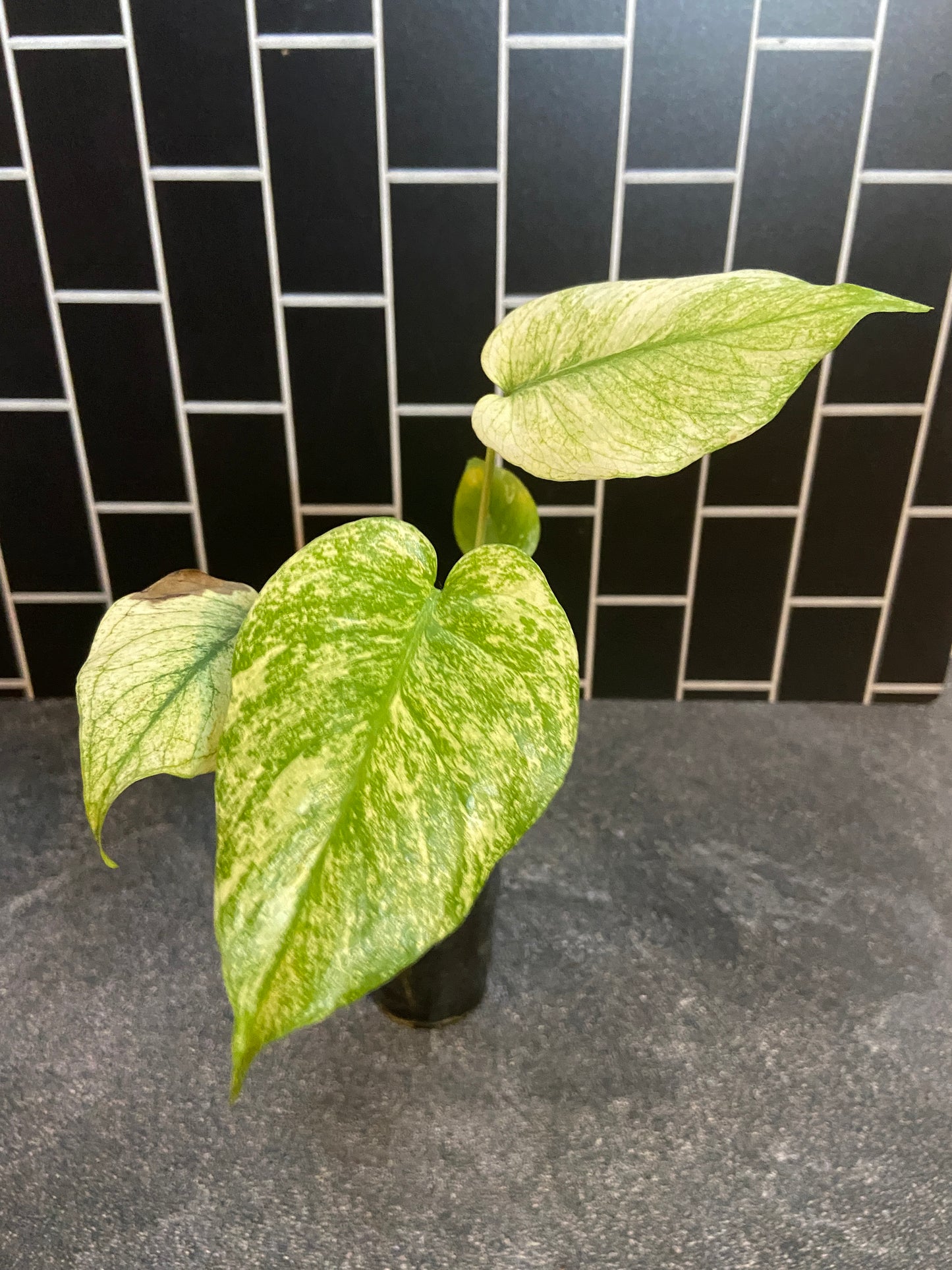 Monstera mint