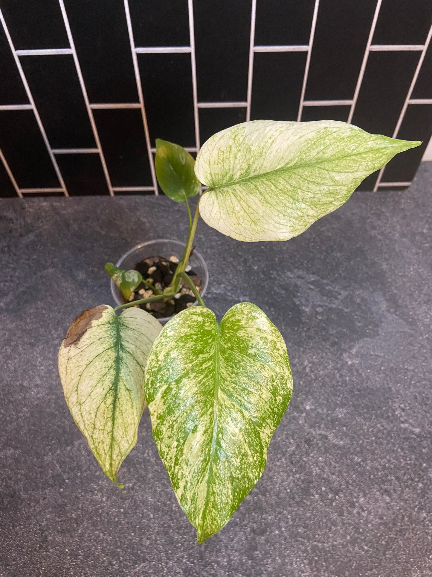 Monstera mint