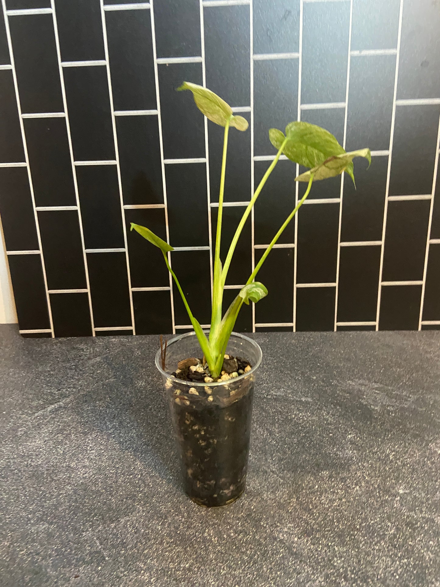 Monstera mint