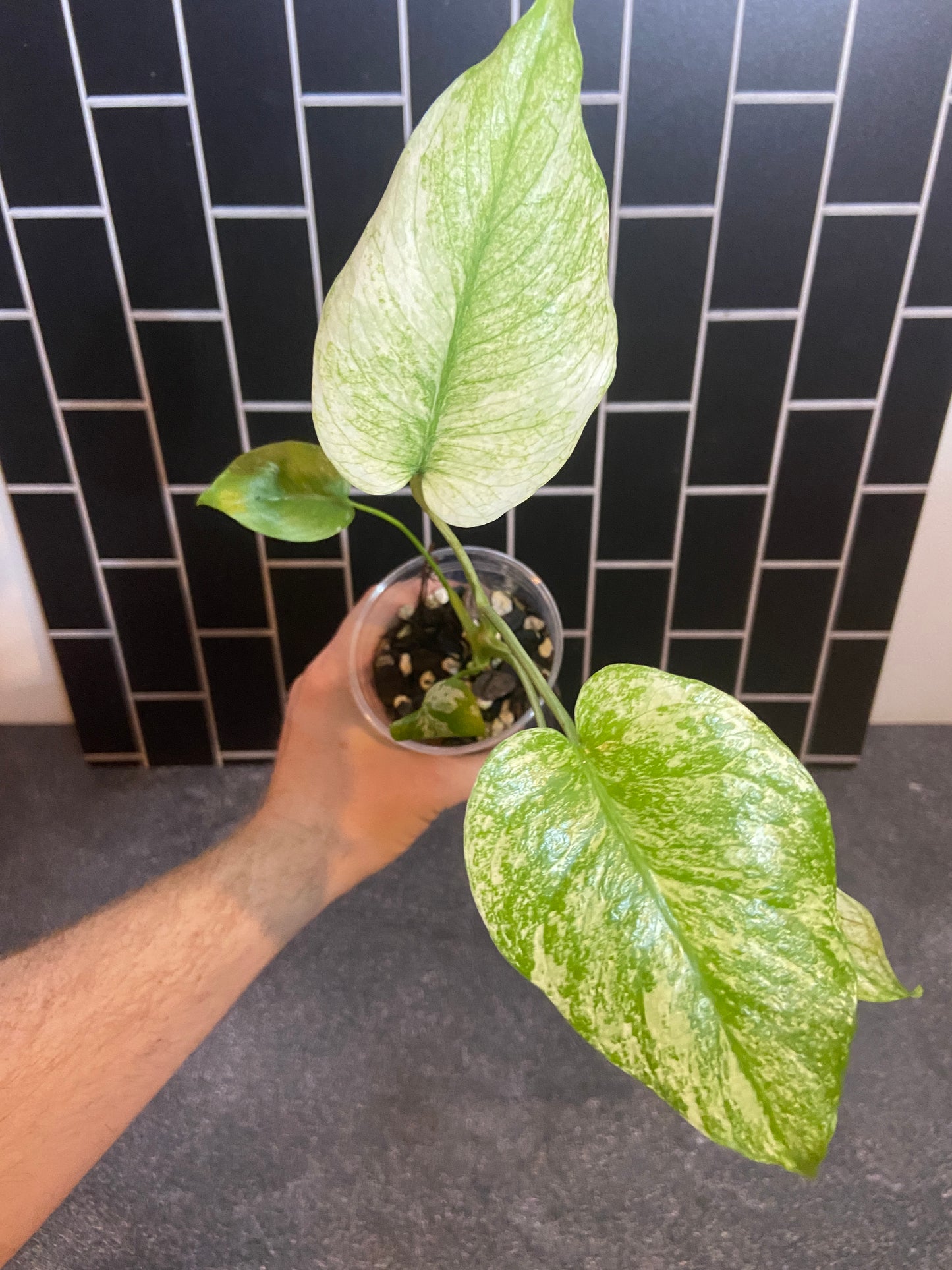 Monstera mint