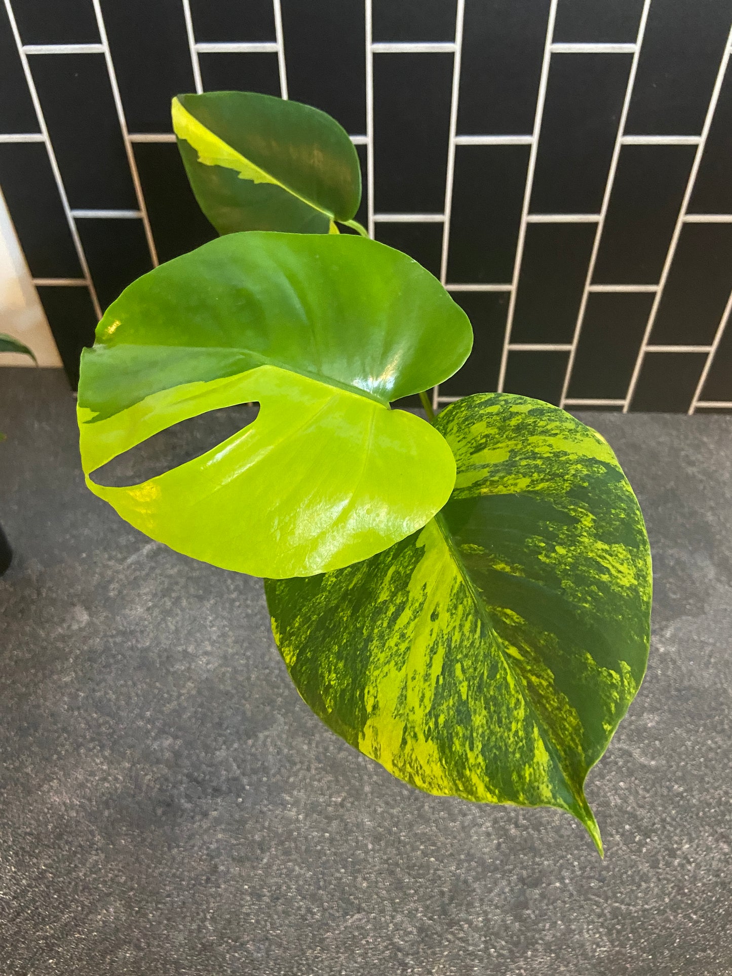 Monstera aurea Large Form