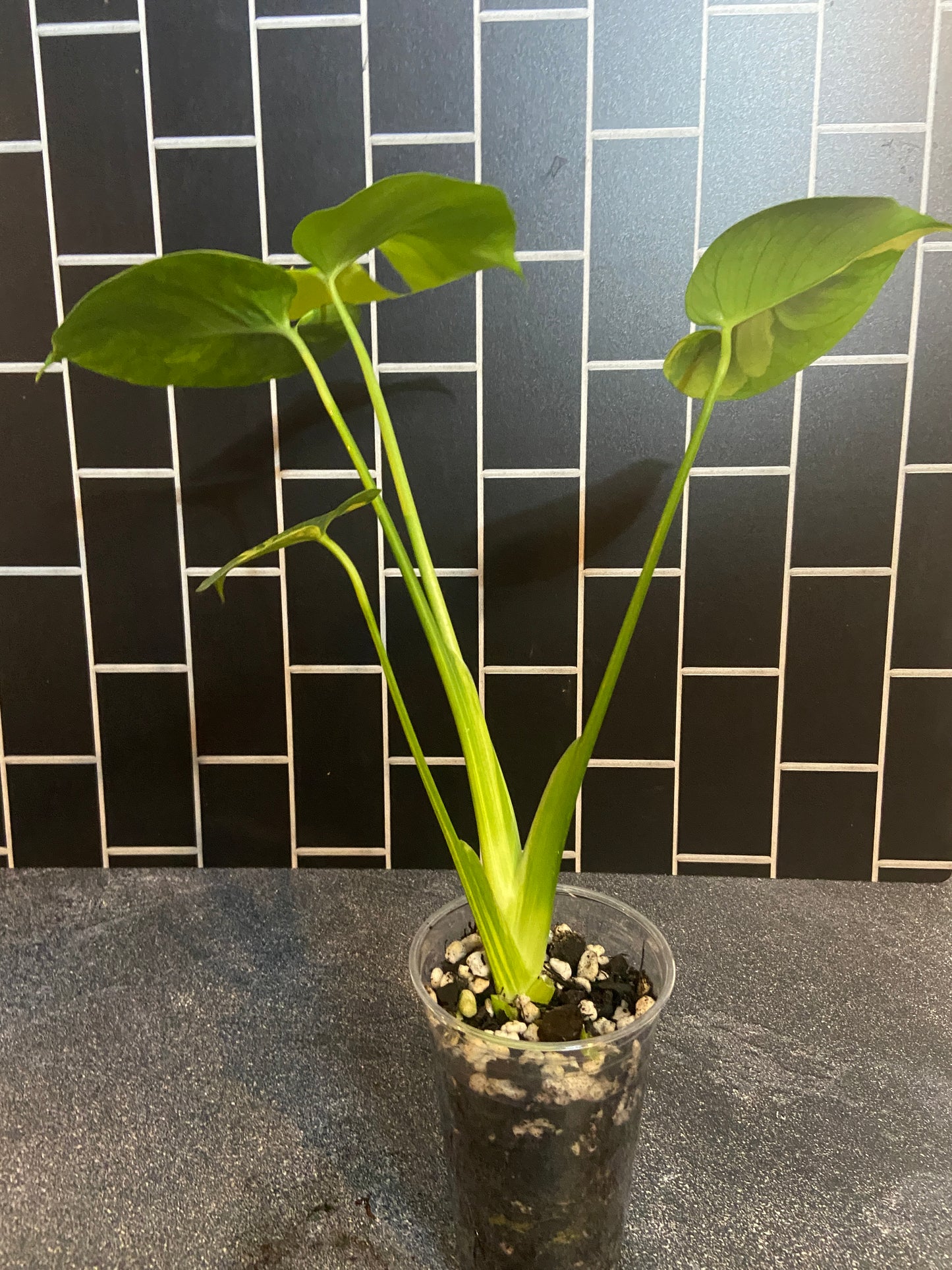 Monstera aurea Large Form