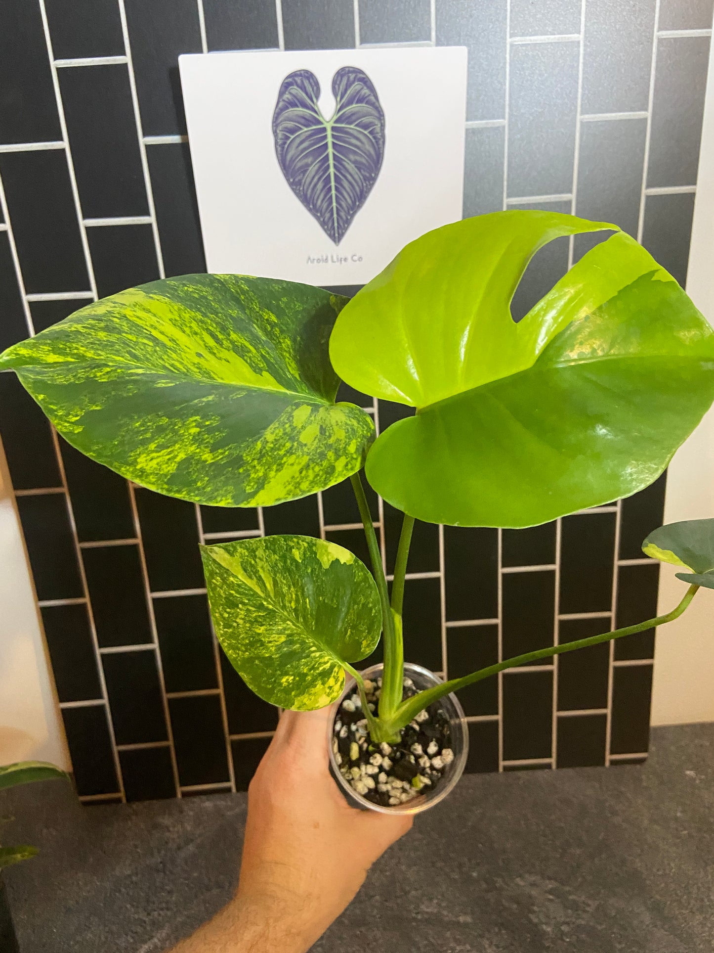Monstera aurea Large Form