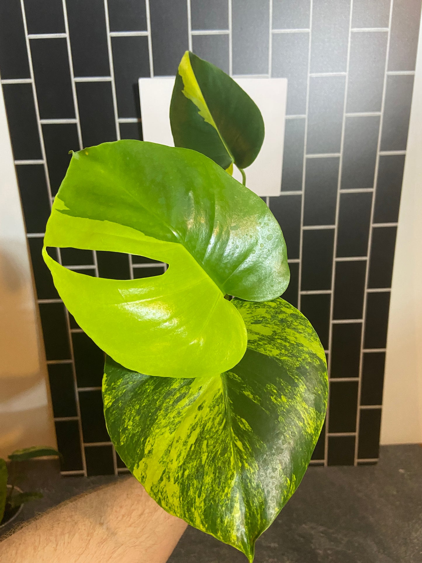 Monstera aurea Large Form