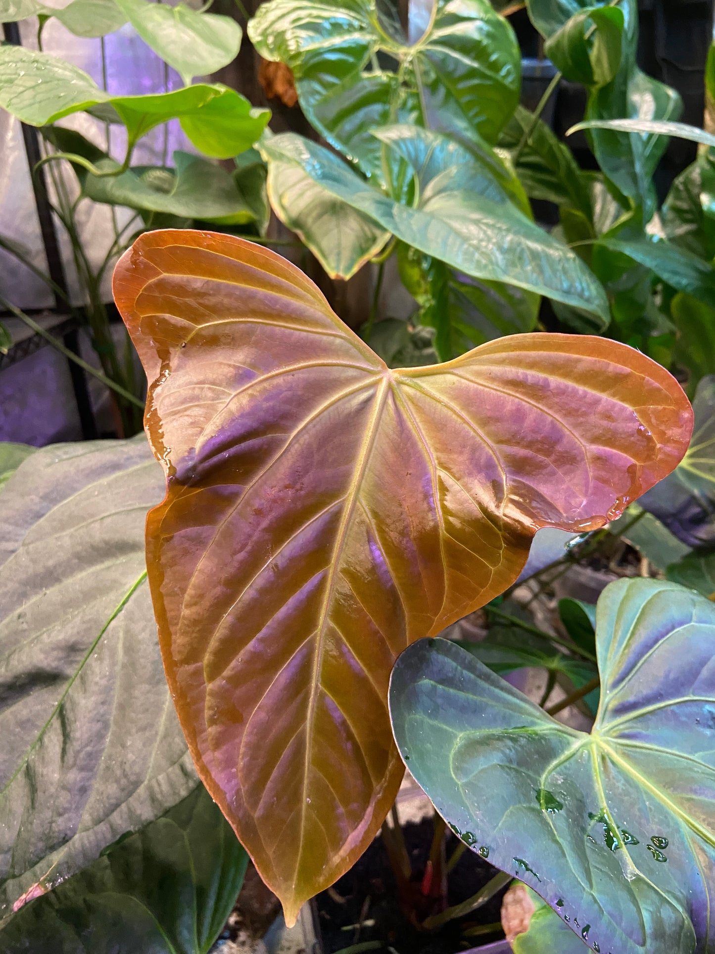 Anthurium Justin