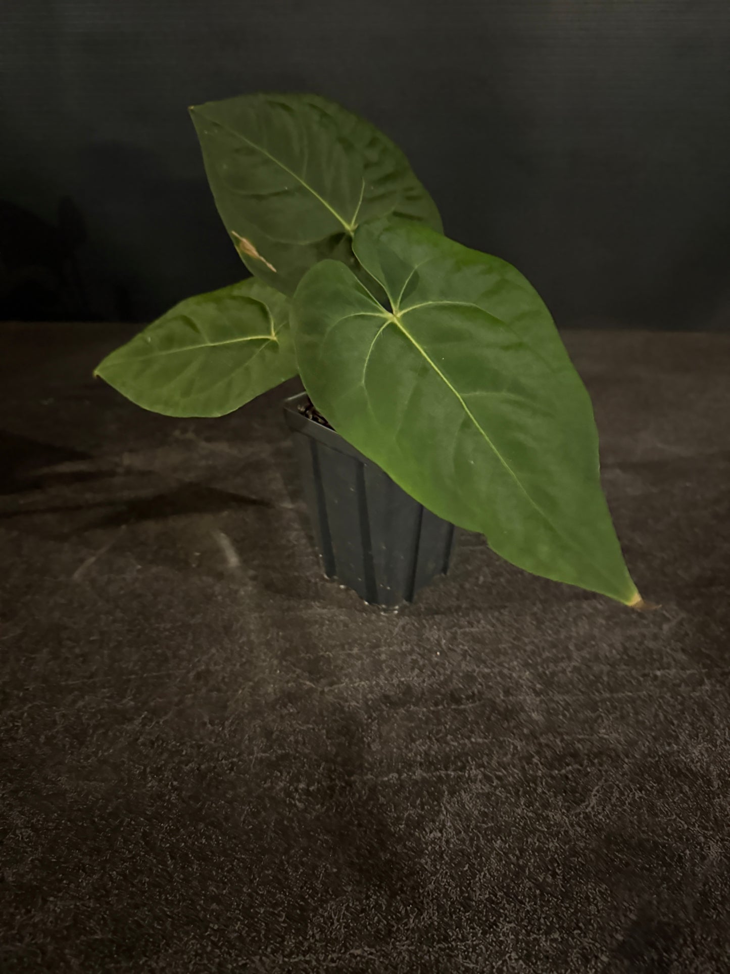 Anthurium NOID red sinus x papillilaminumX