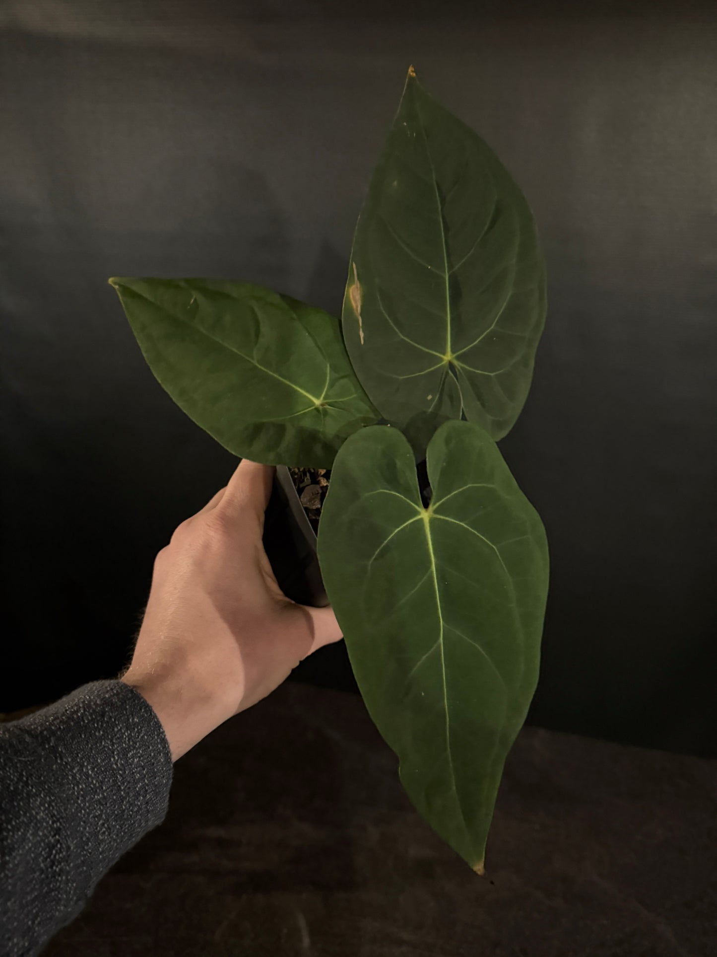 Anthurium NOID red sinus x papillilaminumX