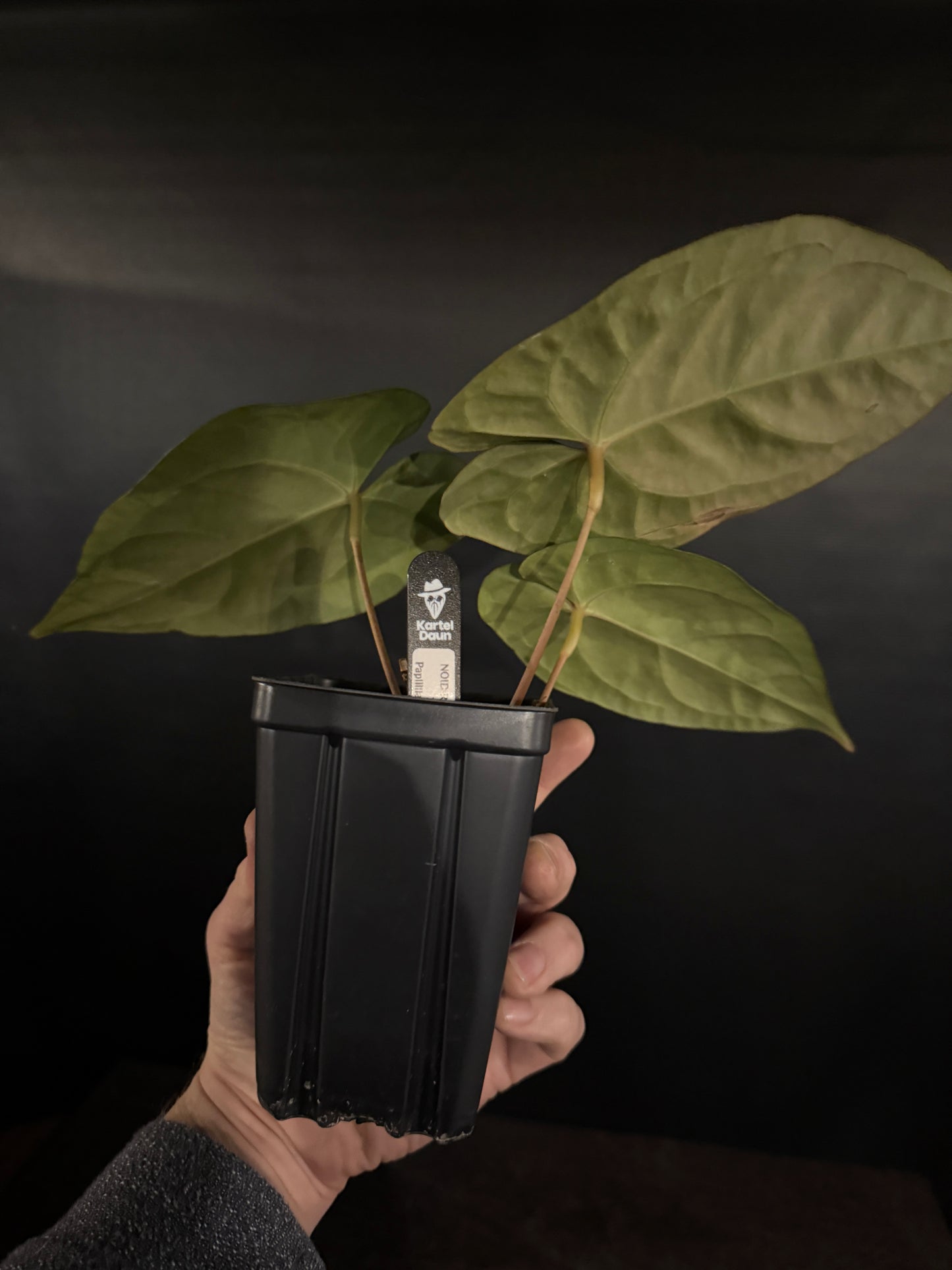 Anthurium NOID red sinus x papillilaminumX