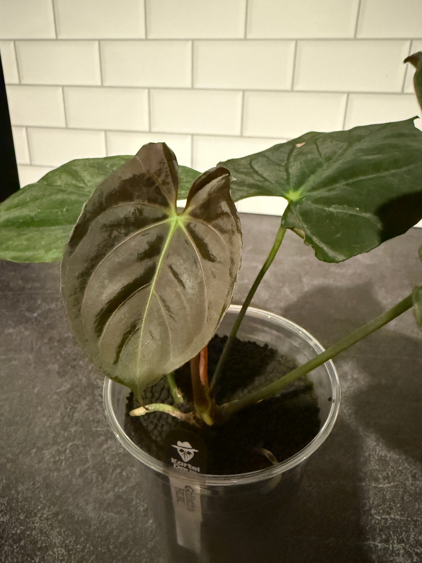 Anthurium goliath x HURC