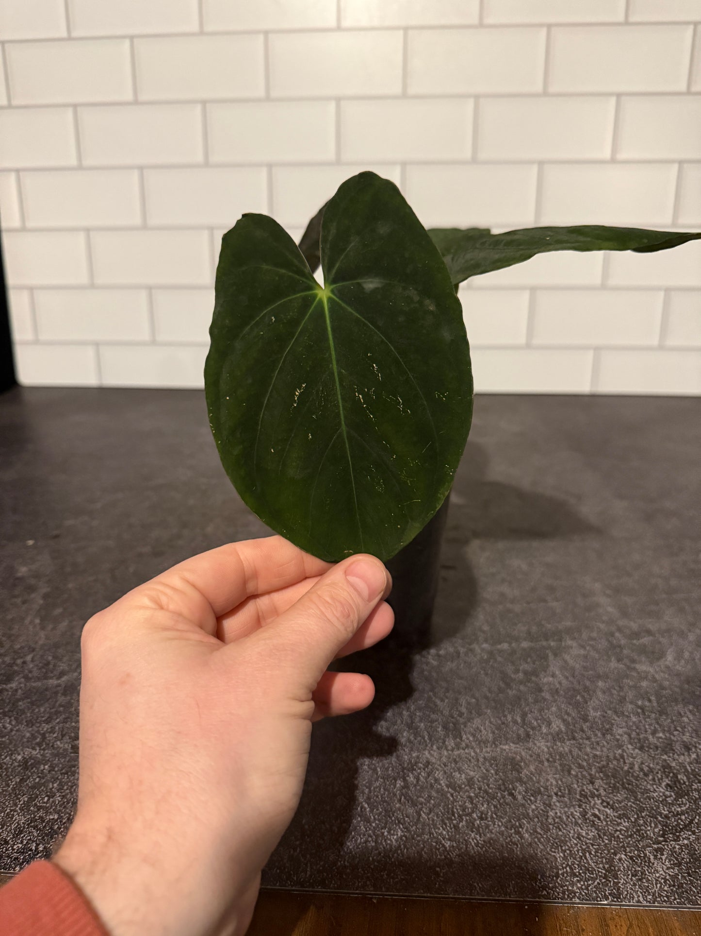 Anthurium goliath x HURC