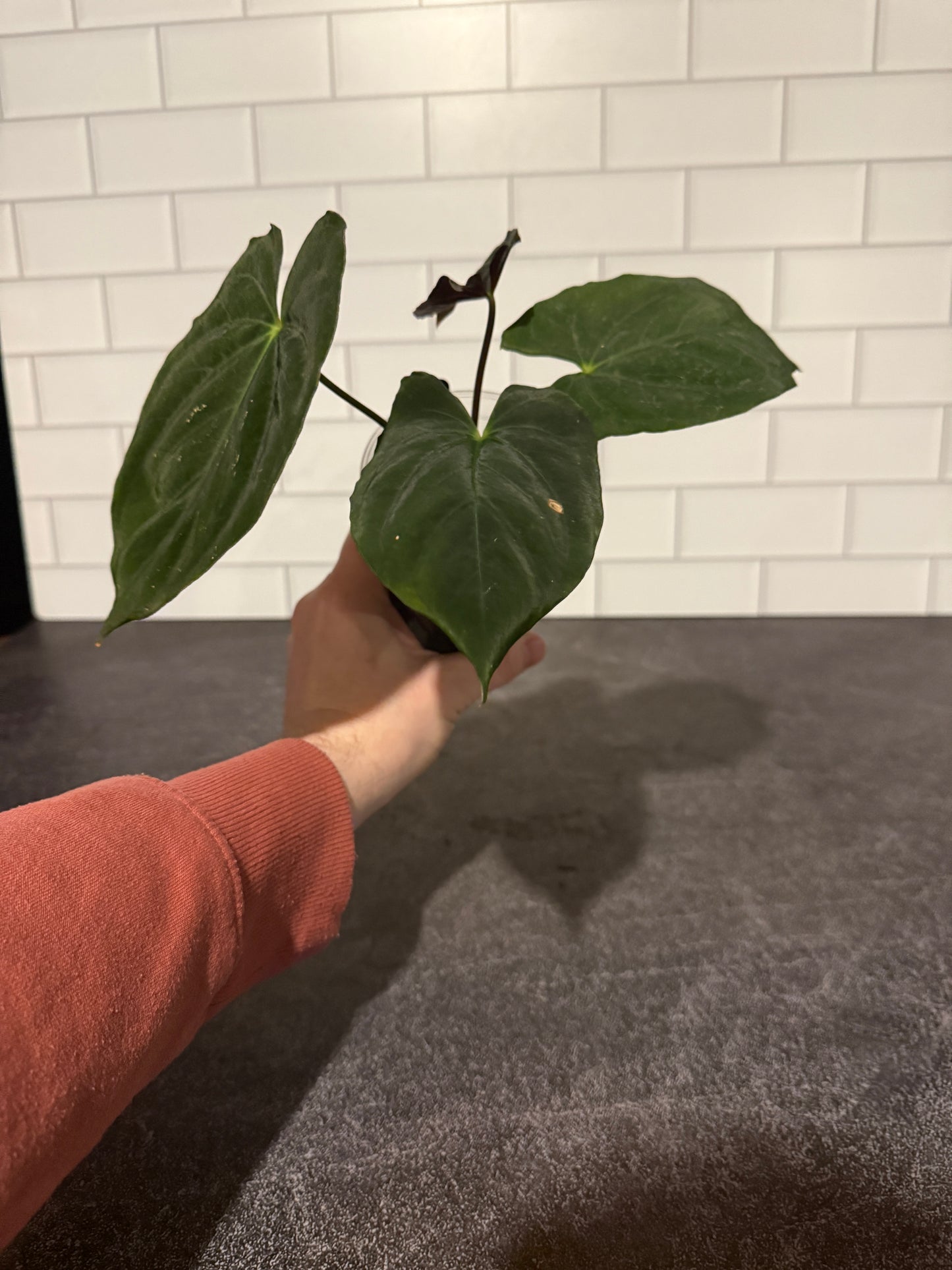 Anthurium goliath x HURC