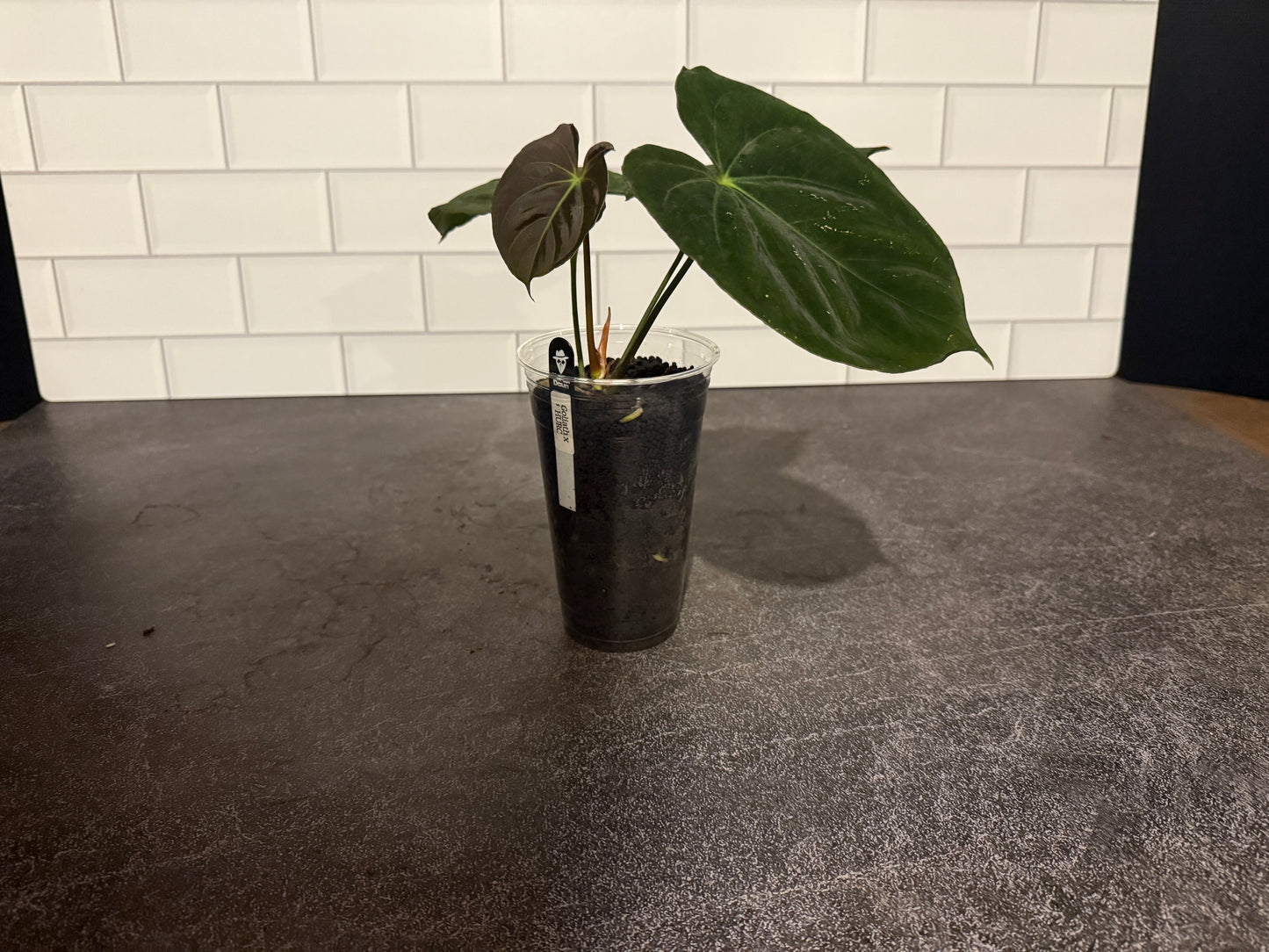 Anthurium goliath x HURC