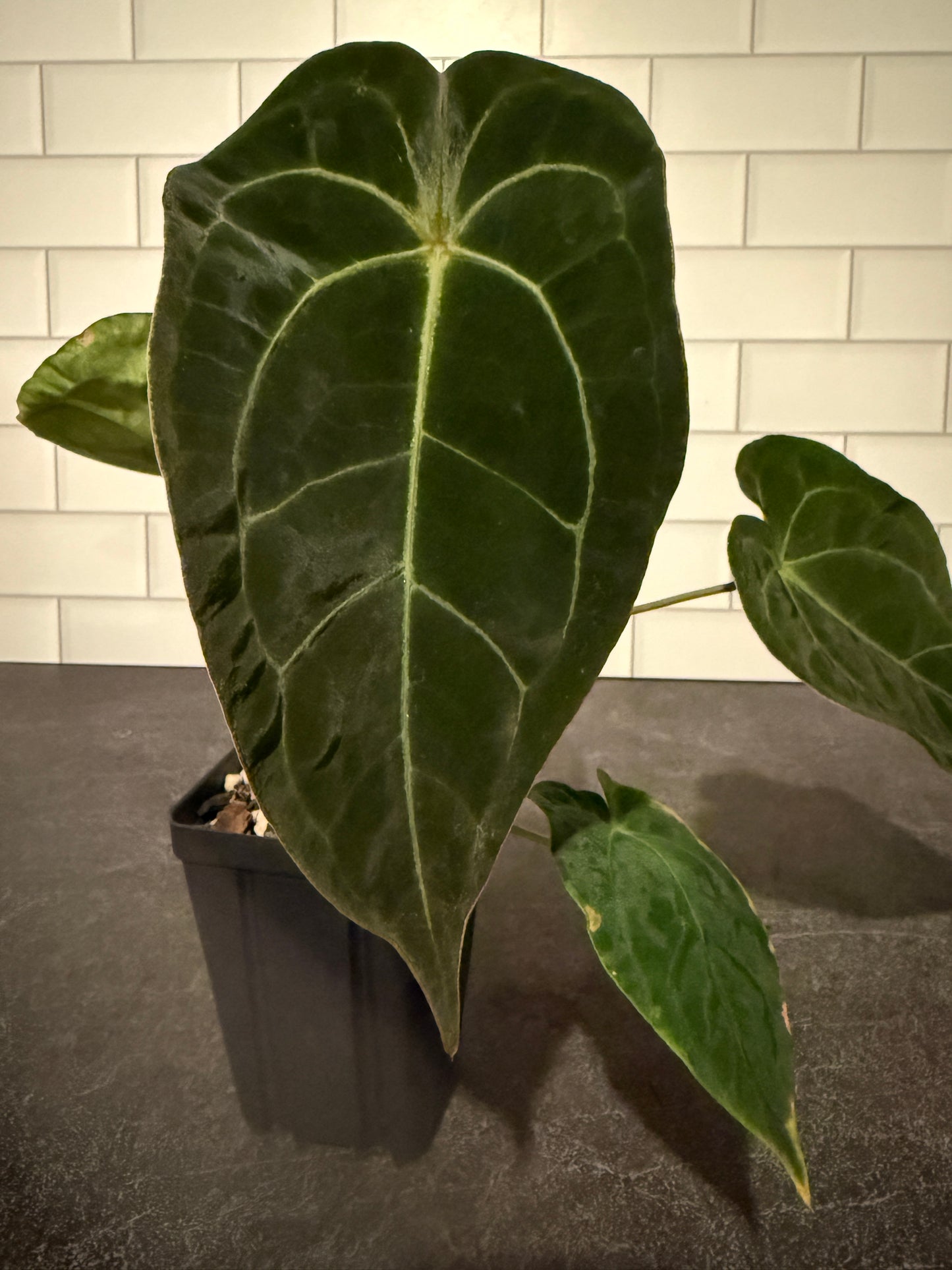 Anthurium forgetii x (Dreamweaver x pap Ree Gardens)