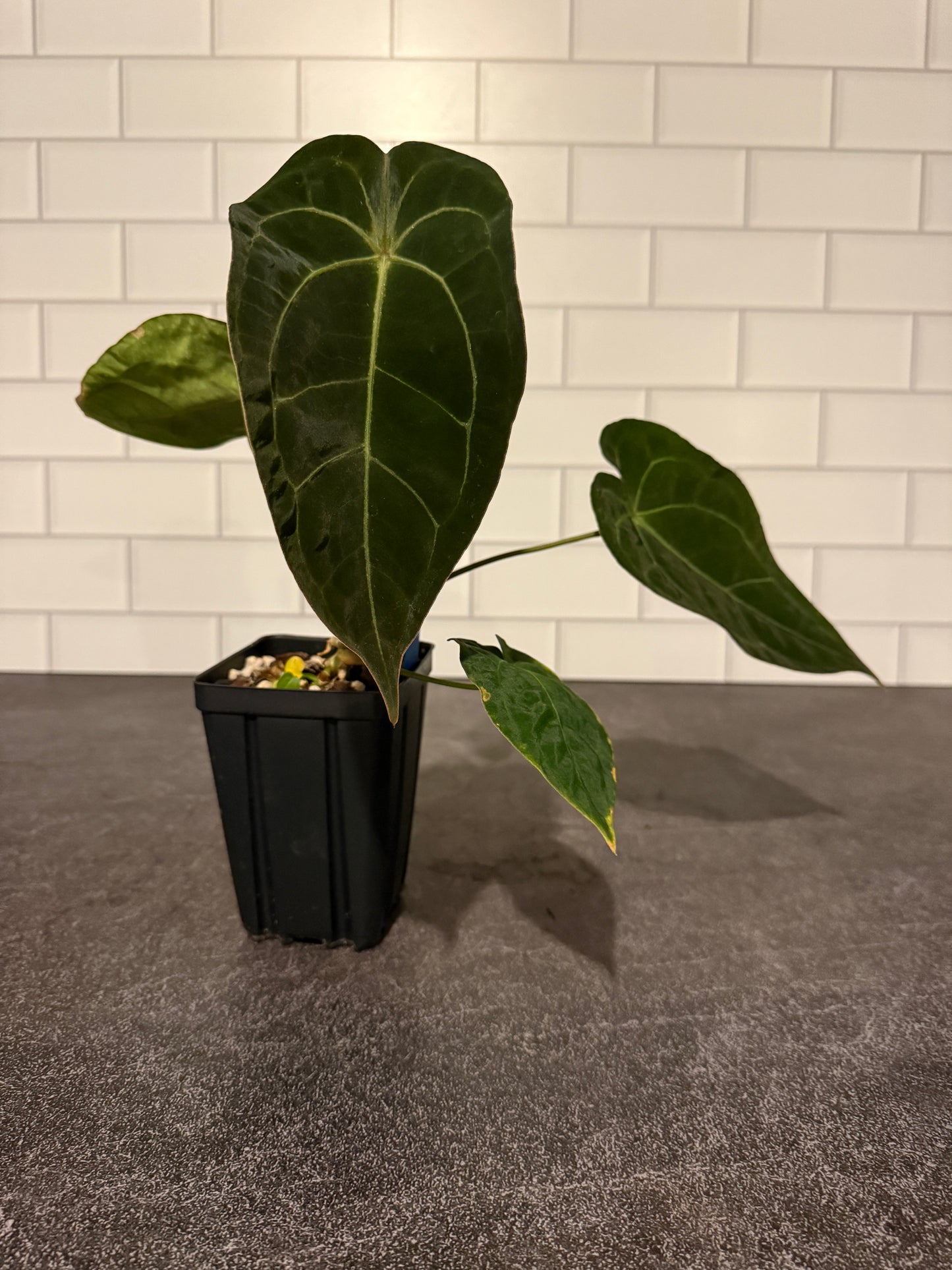 Anthurium forgetii x (Dreamweaver x pap Ree Gardens)