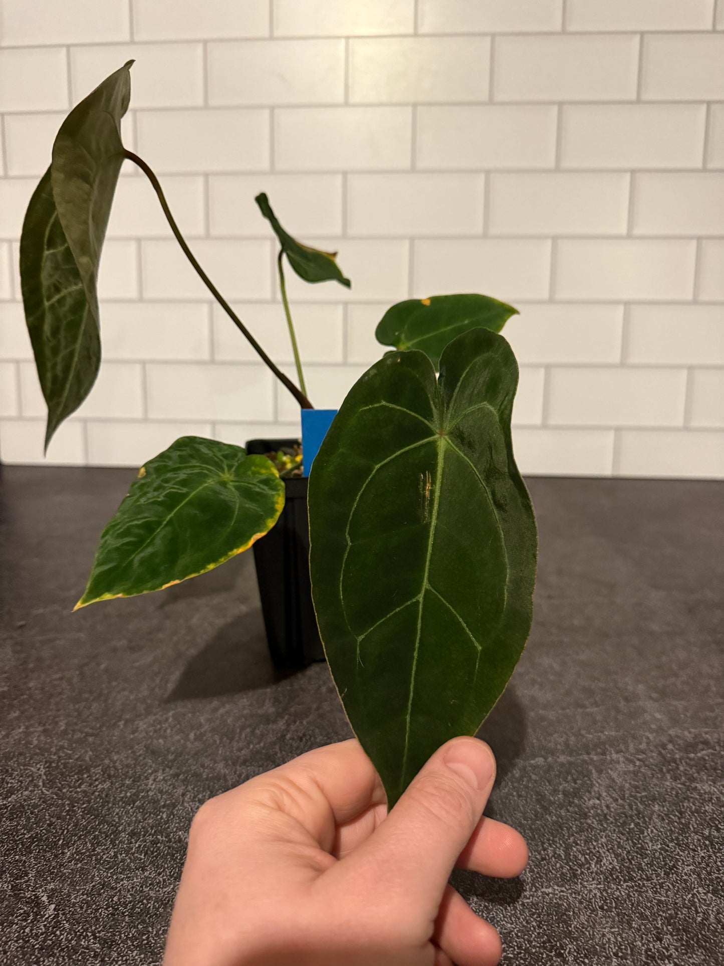 Anthurium forgetii x (Dreamweaver x pap Ree Gardens)