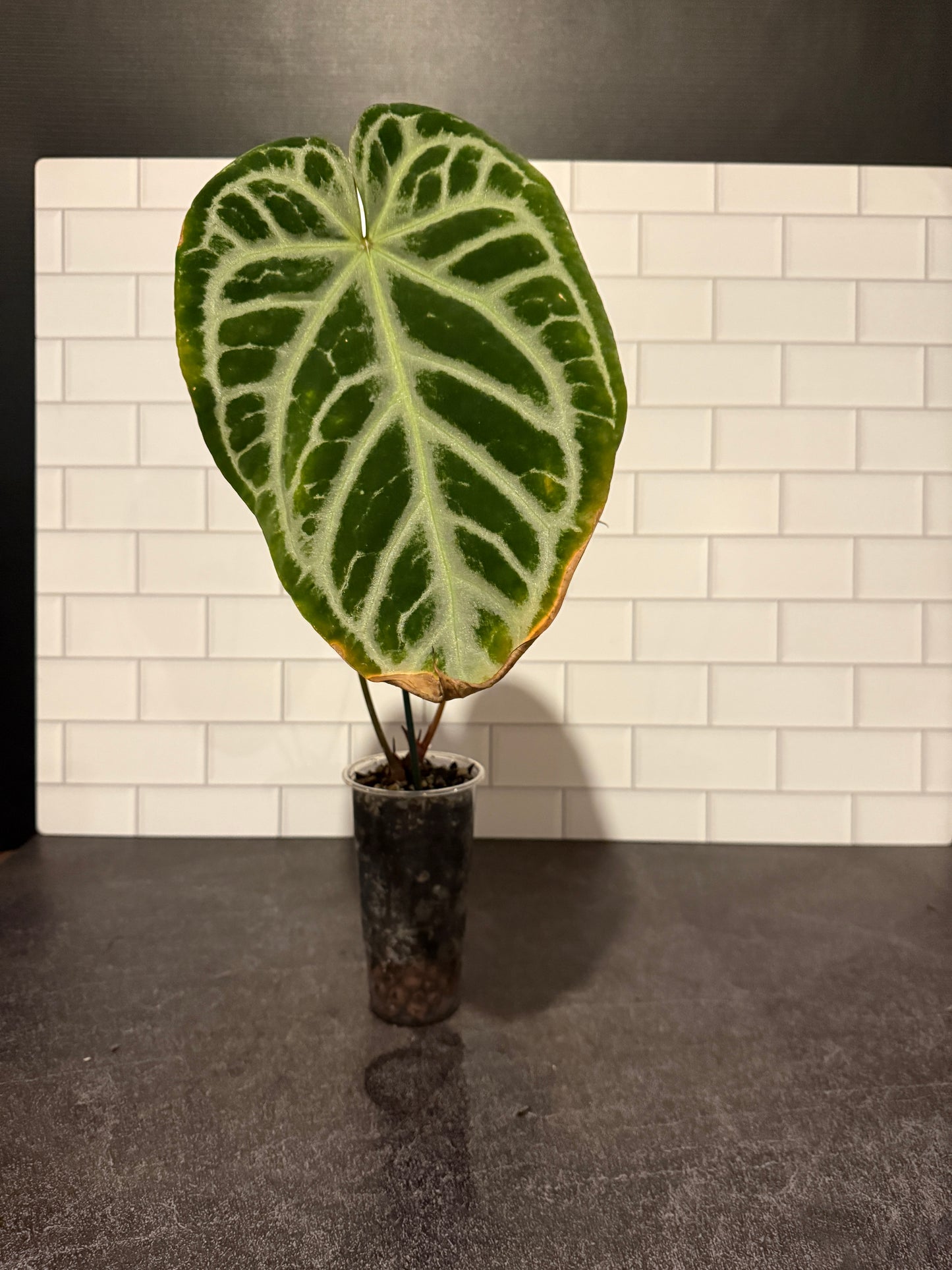Anthurium Silver Blush x Michelle
