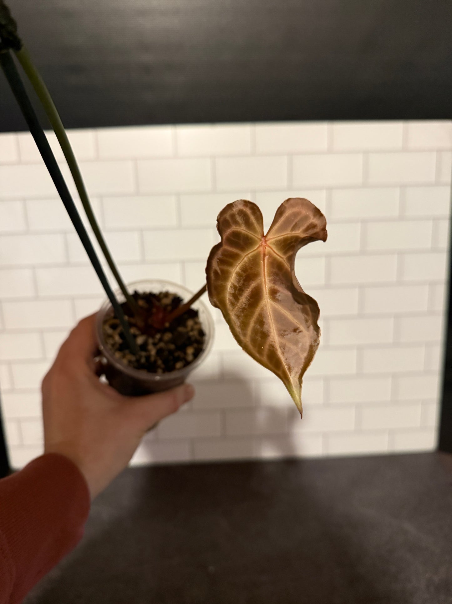 Anthurium Silver Blush x Michelle