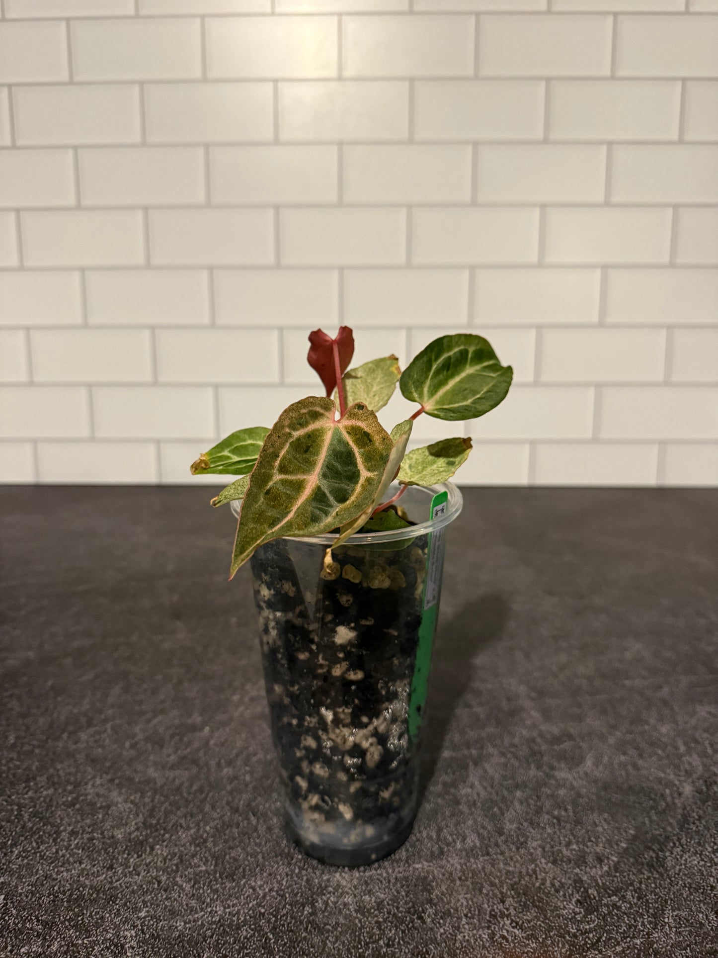 Anthurium Big Black Block x Pumpkin Spice **Mint and Sectoral Variegation**