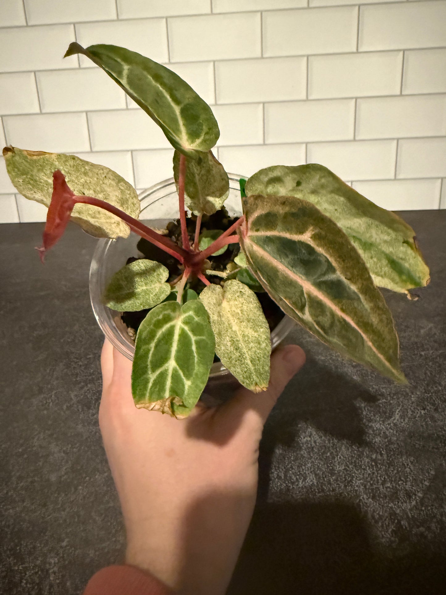 Anthurium Big Black Block x Pumpkin Spice **Mint and Sectoral Variegation**