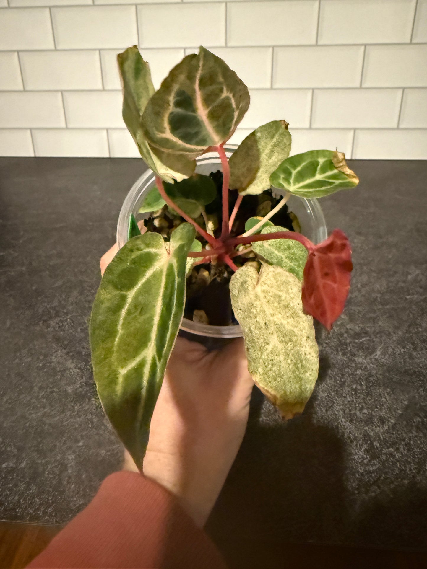 Anthurium Big Black Block x Pumpkin Spice **Mint and Sectoral Variegation**