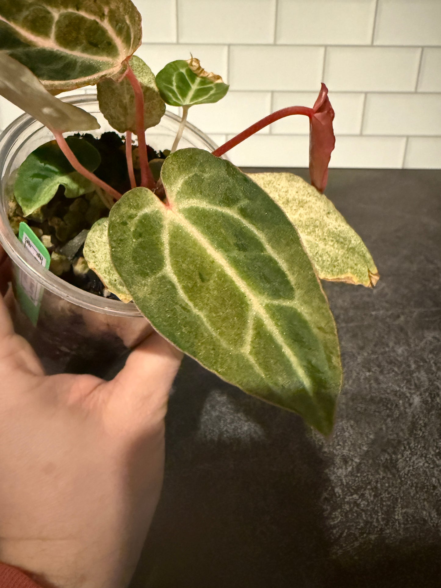 Anthurium Big Black Block x Pumpkin Spice **Mint and Sectoral Variegation**