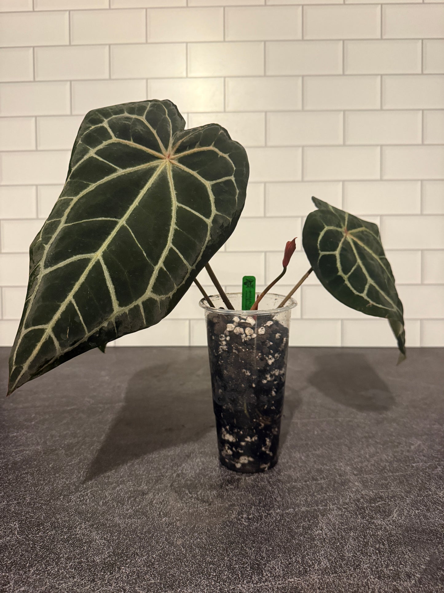 Anthurium Doc Block f2 x carlablackiae
