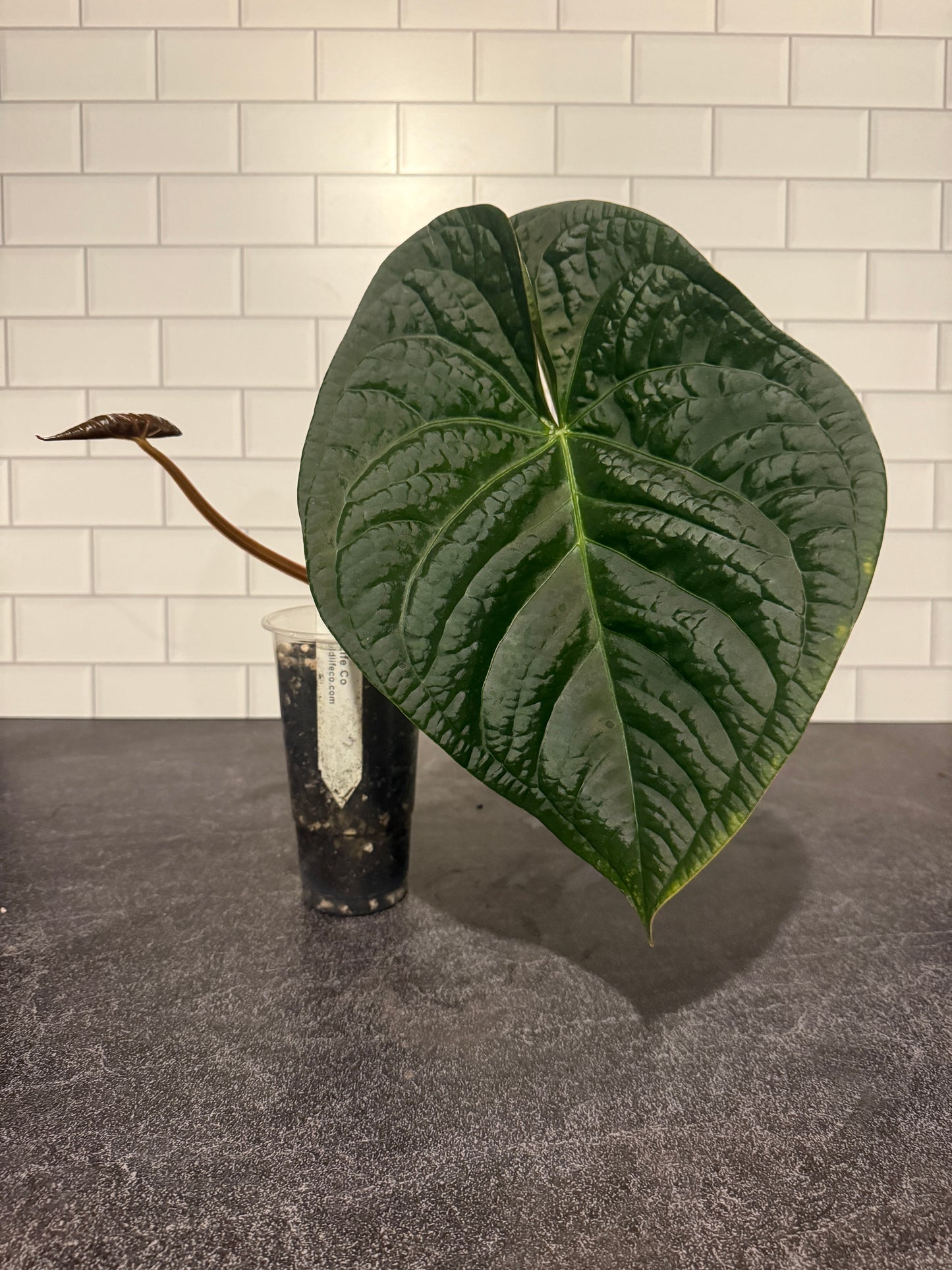 Anthurium magnificum Norte x luxurians