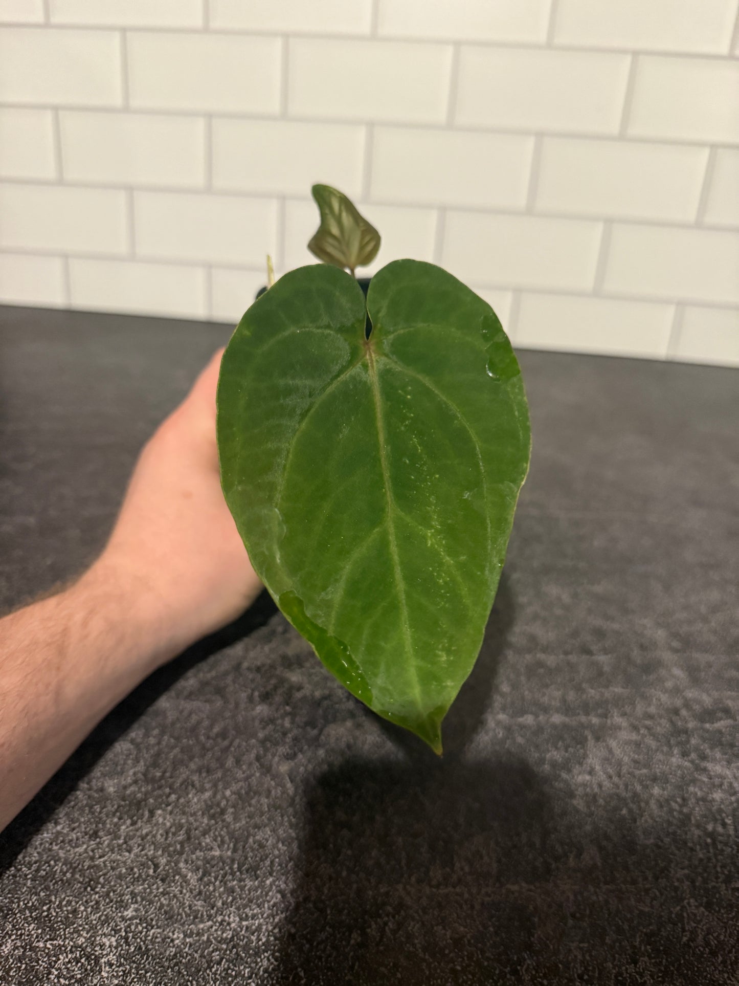 Anthurium kunayalense x portillae