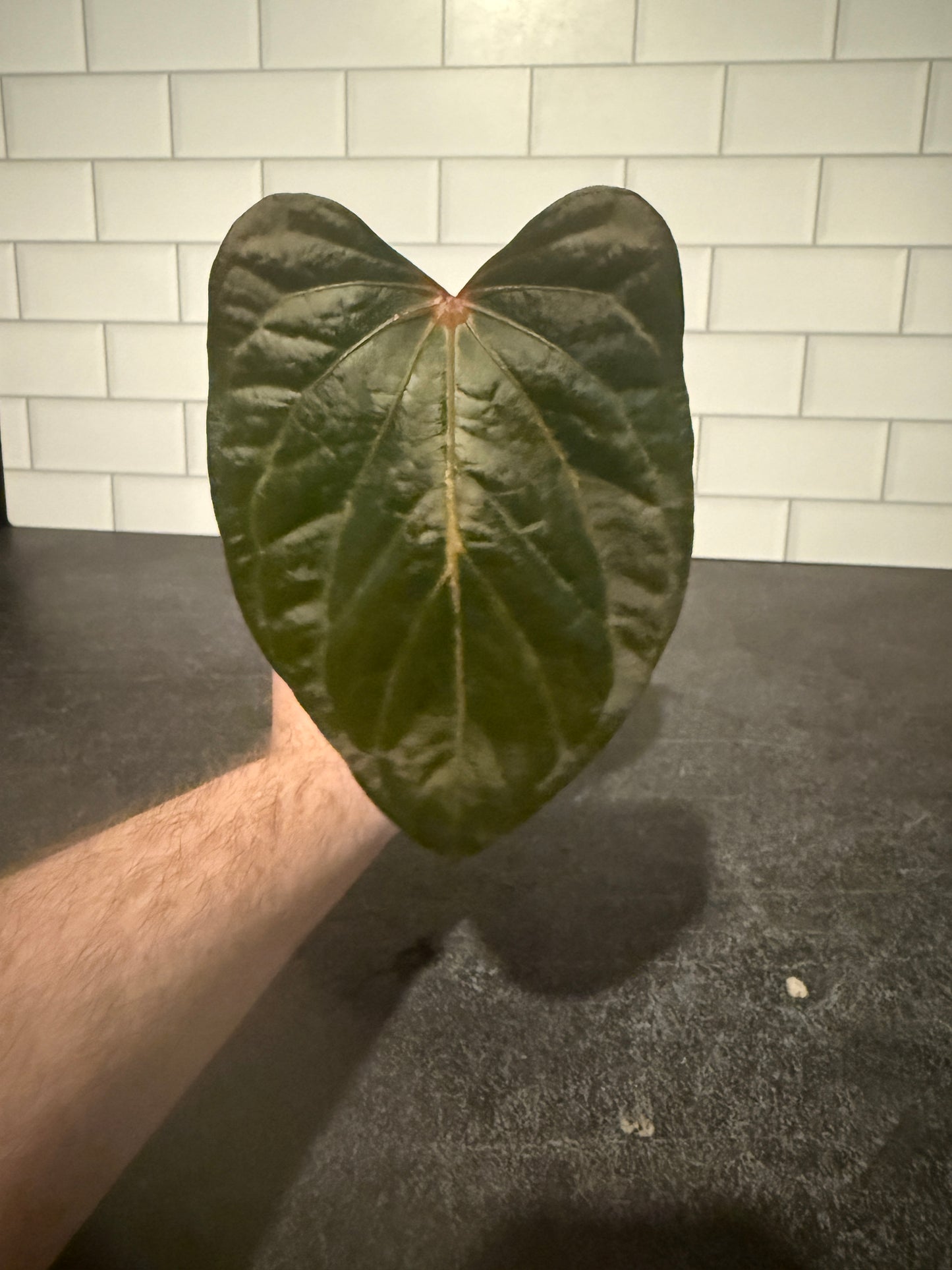 Anthurium carlablackiae x debile