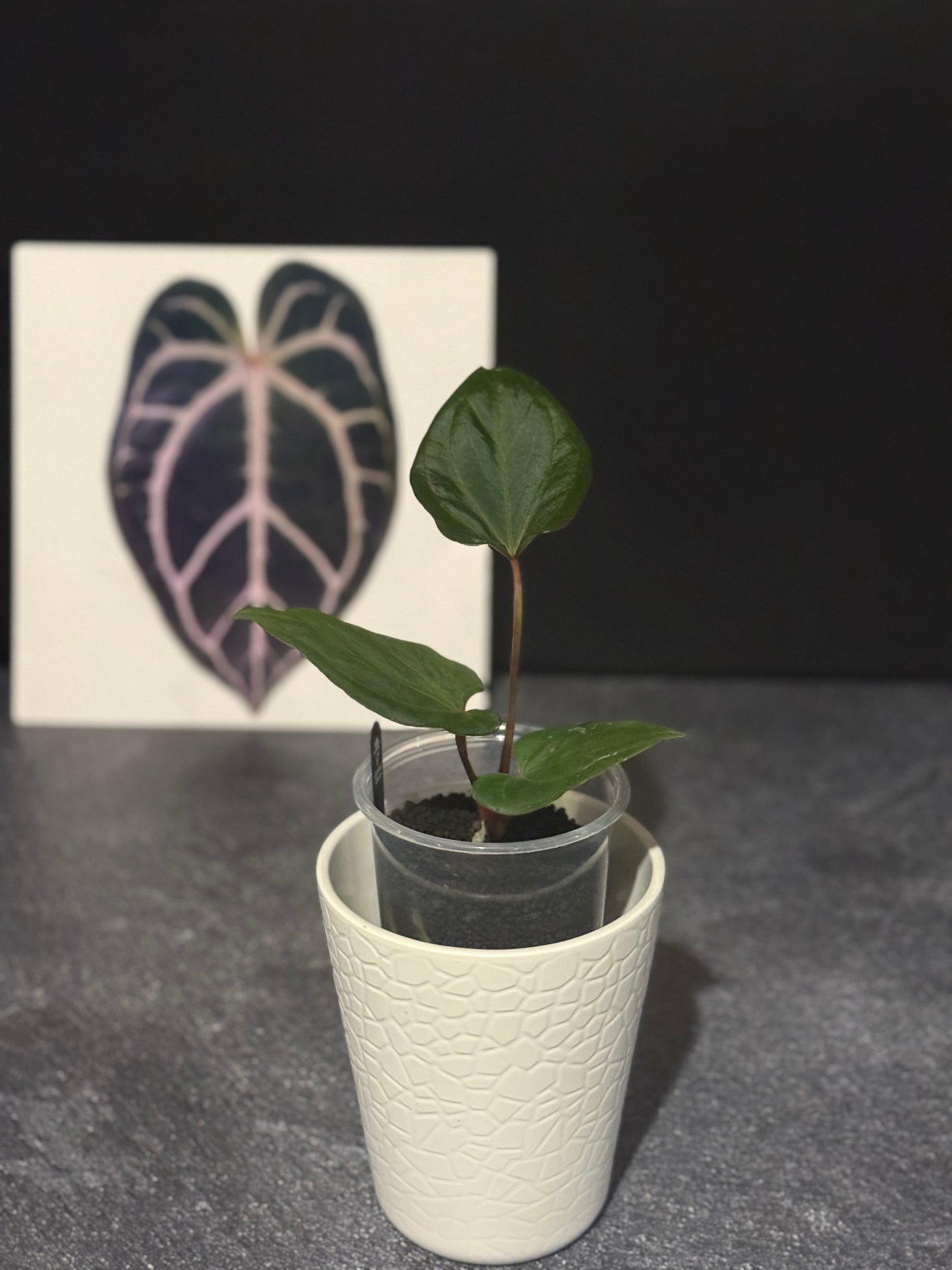 Anthurium Hu aka King of Spades