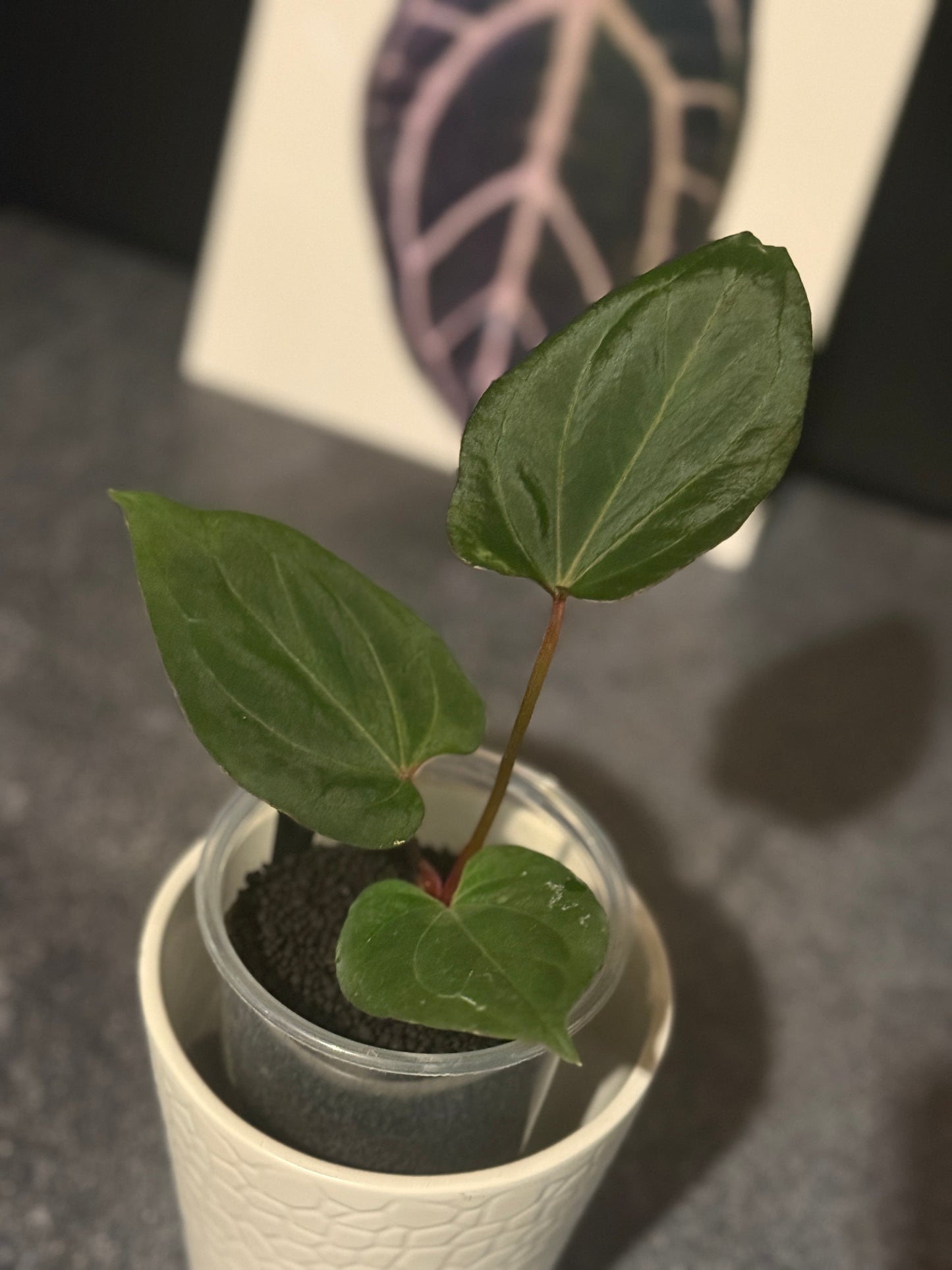 Anthurium Hu aka King of Spades