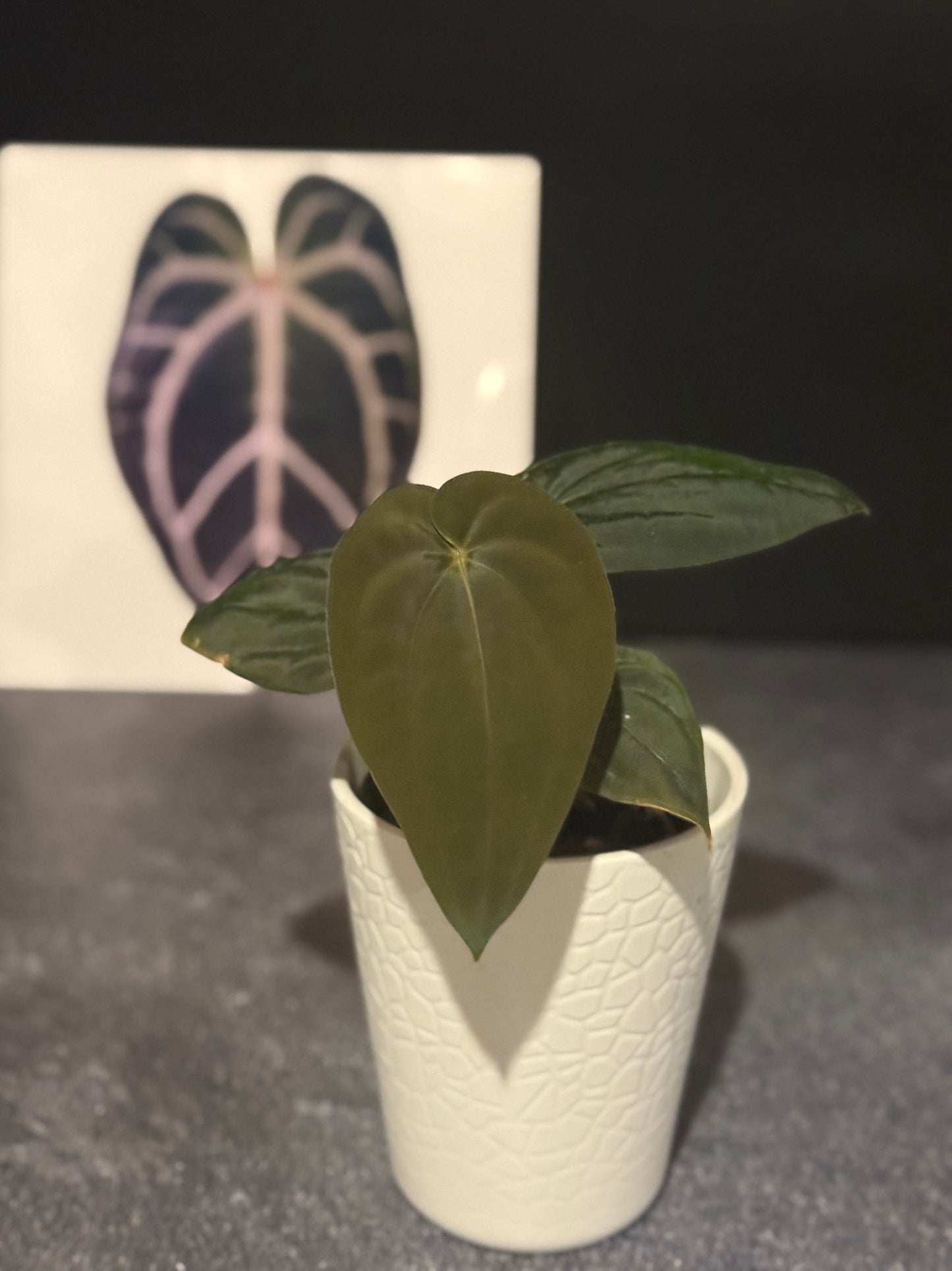 Anthurium BVEP 'Burner'