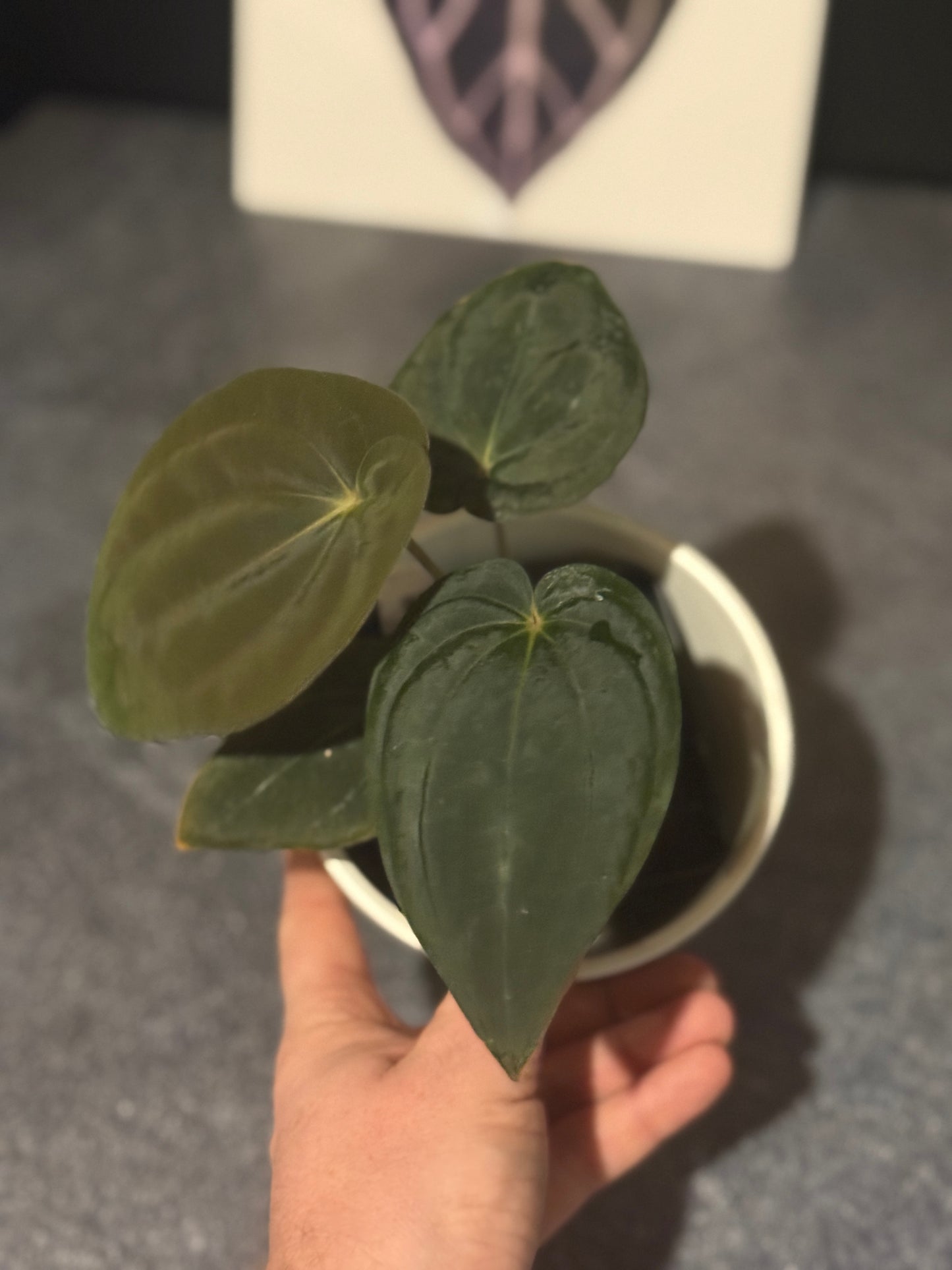 Anthurium BVEP 'Burner'