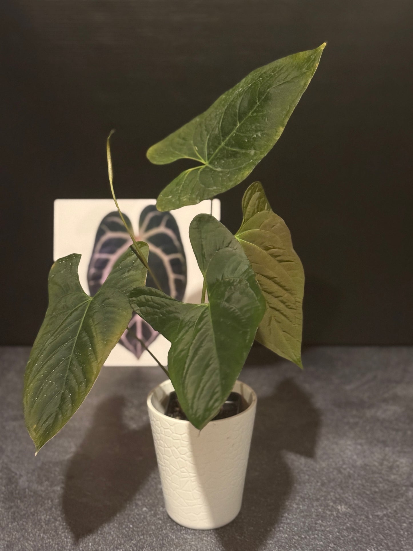 Anthurium ochranthum x papillilaminum