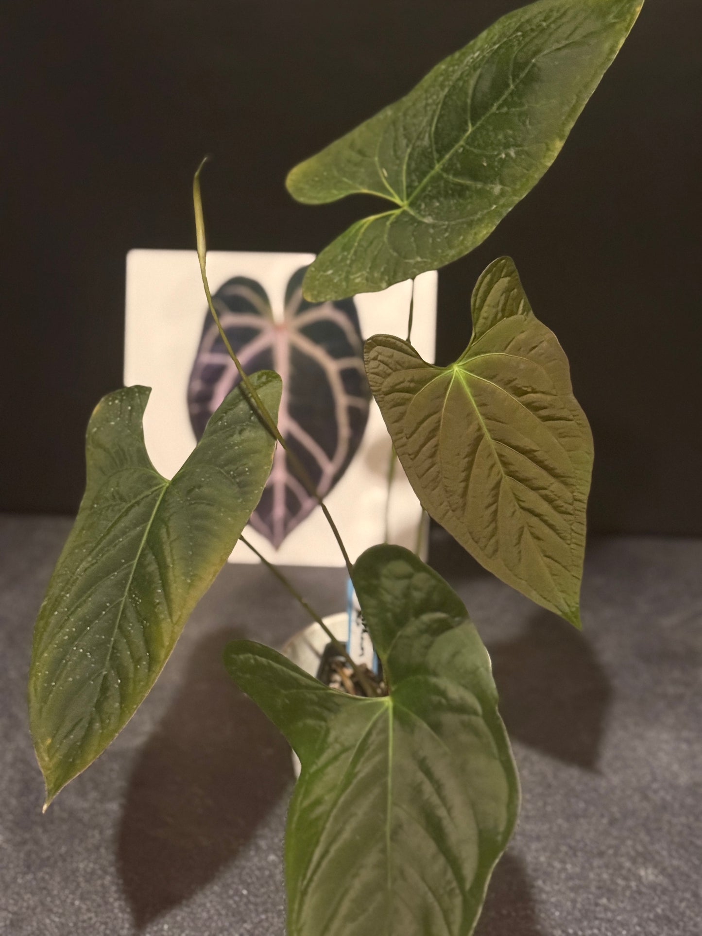 Anthurium ochranthum x papillilaminum