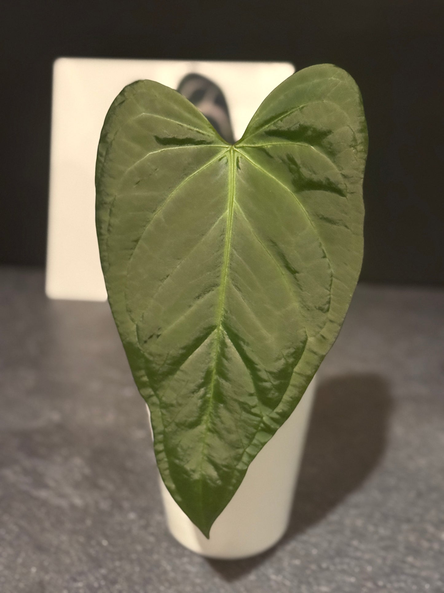 Anthurium Justin