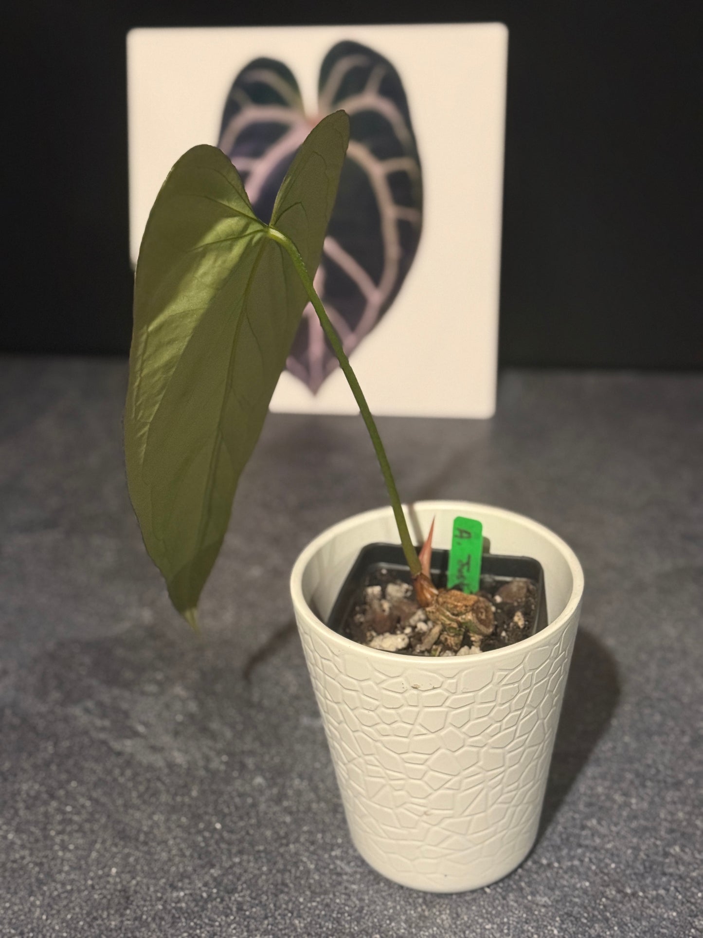 Anthurium Justin