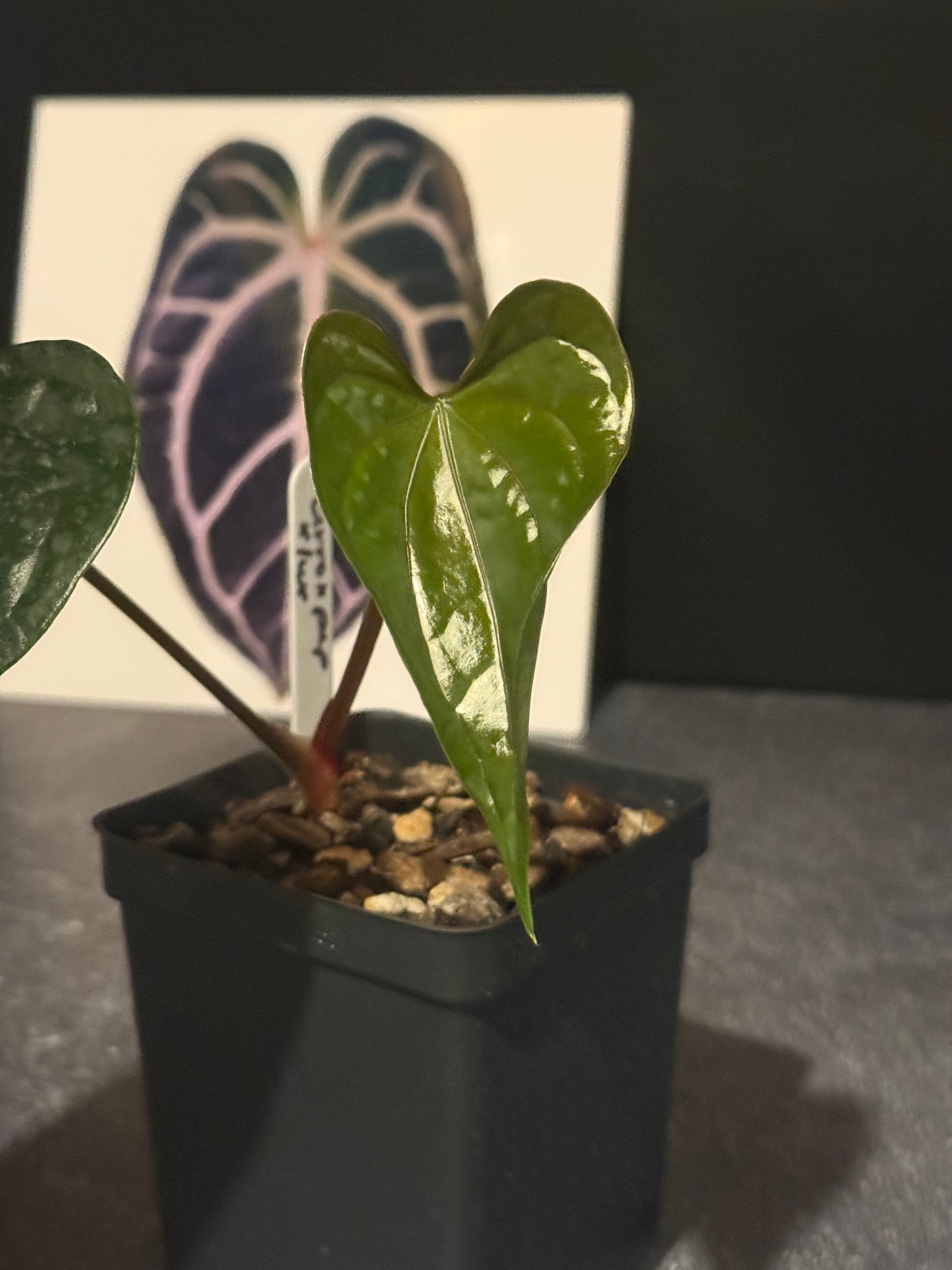 Anthurium (cerrocampanense x papillilaminum) x luxurians