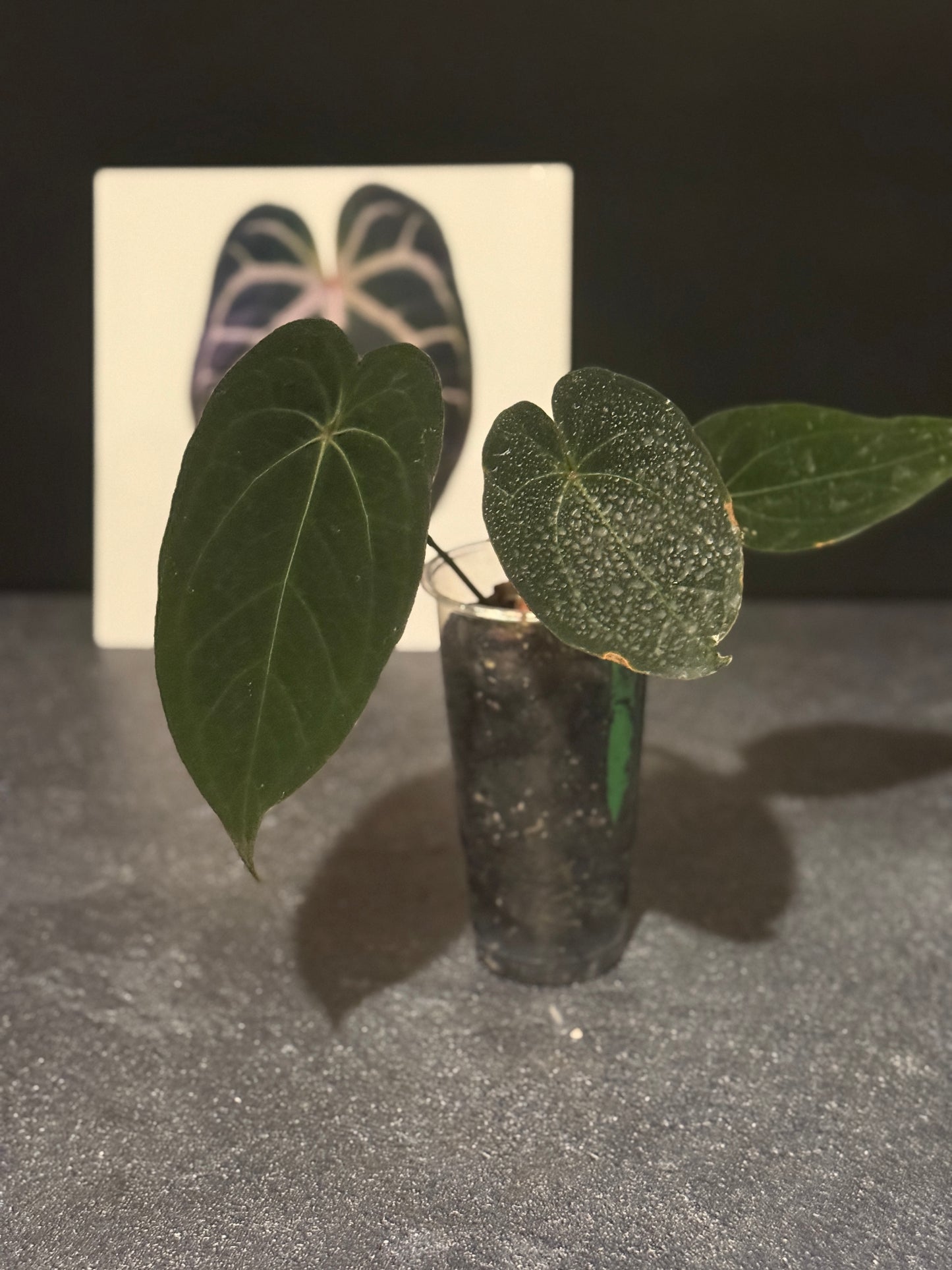 Anthurium 'Red Spider' clone