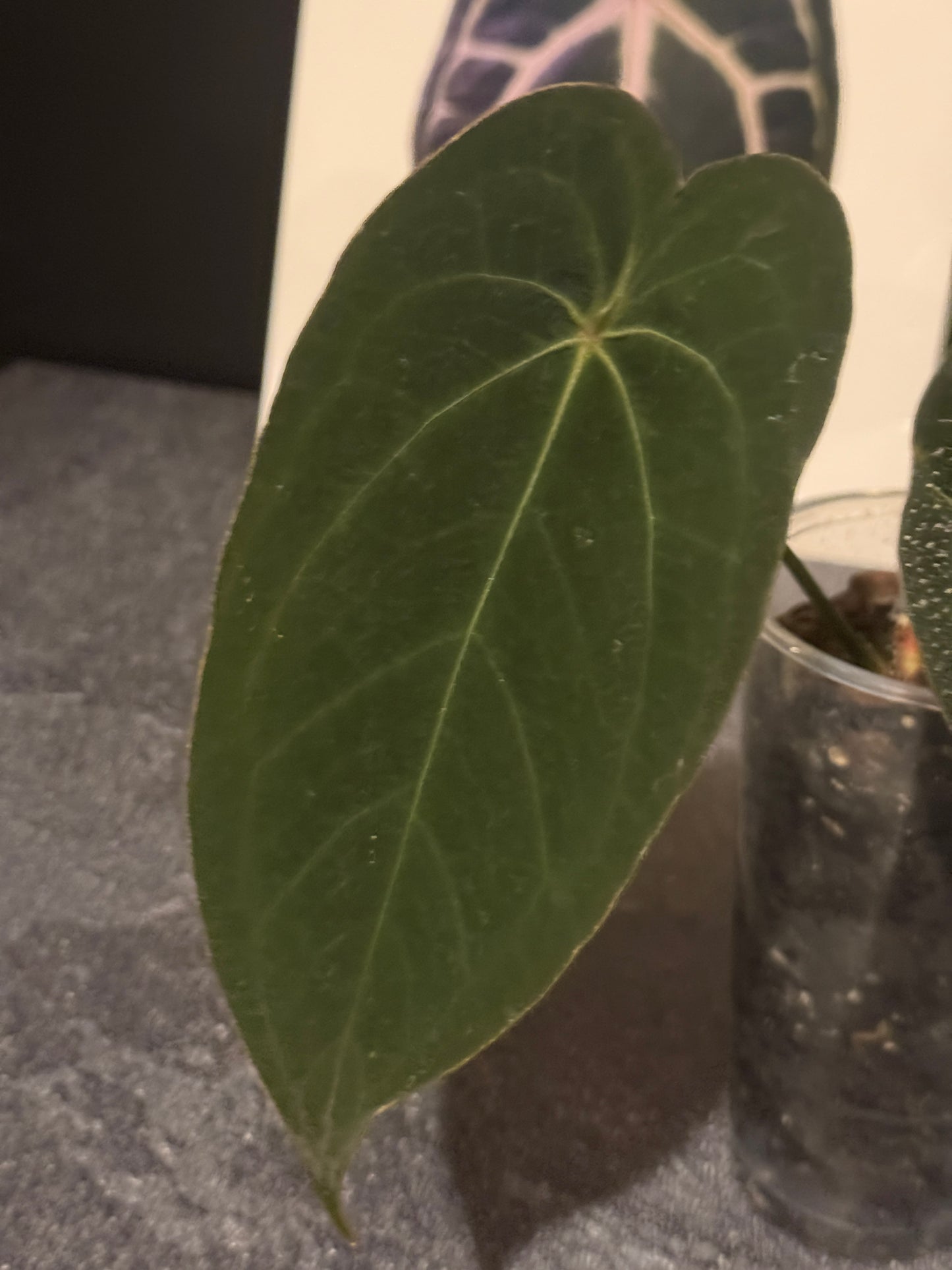 Anthurium 'Red Spider' clone