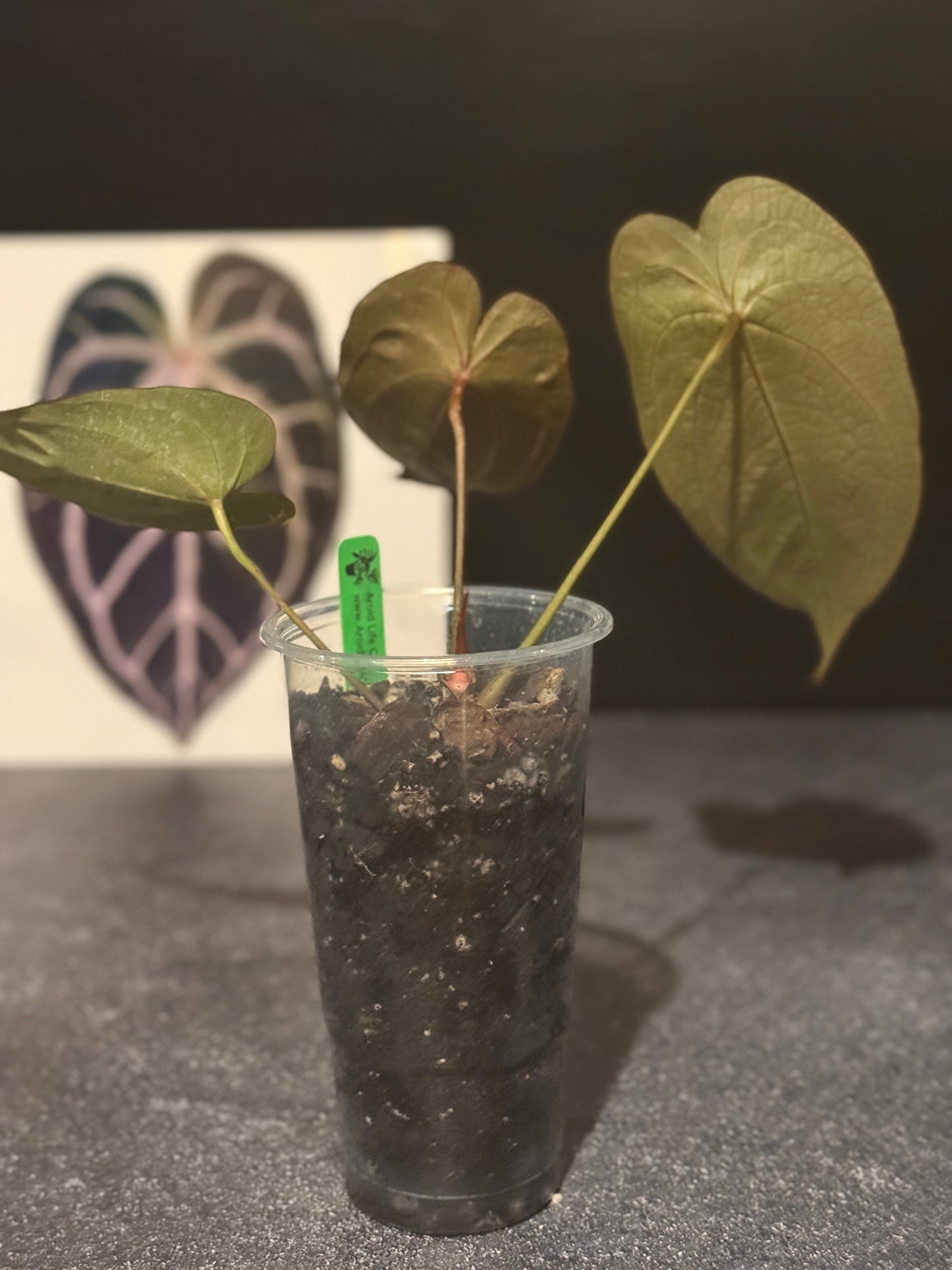 Anthurium 'Red Spider' clone